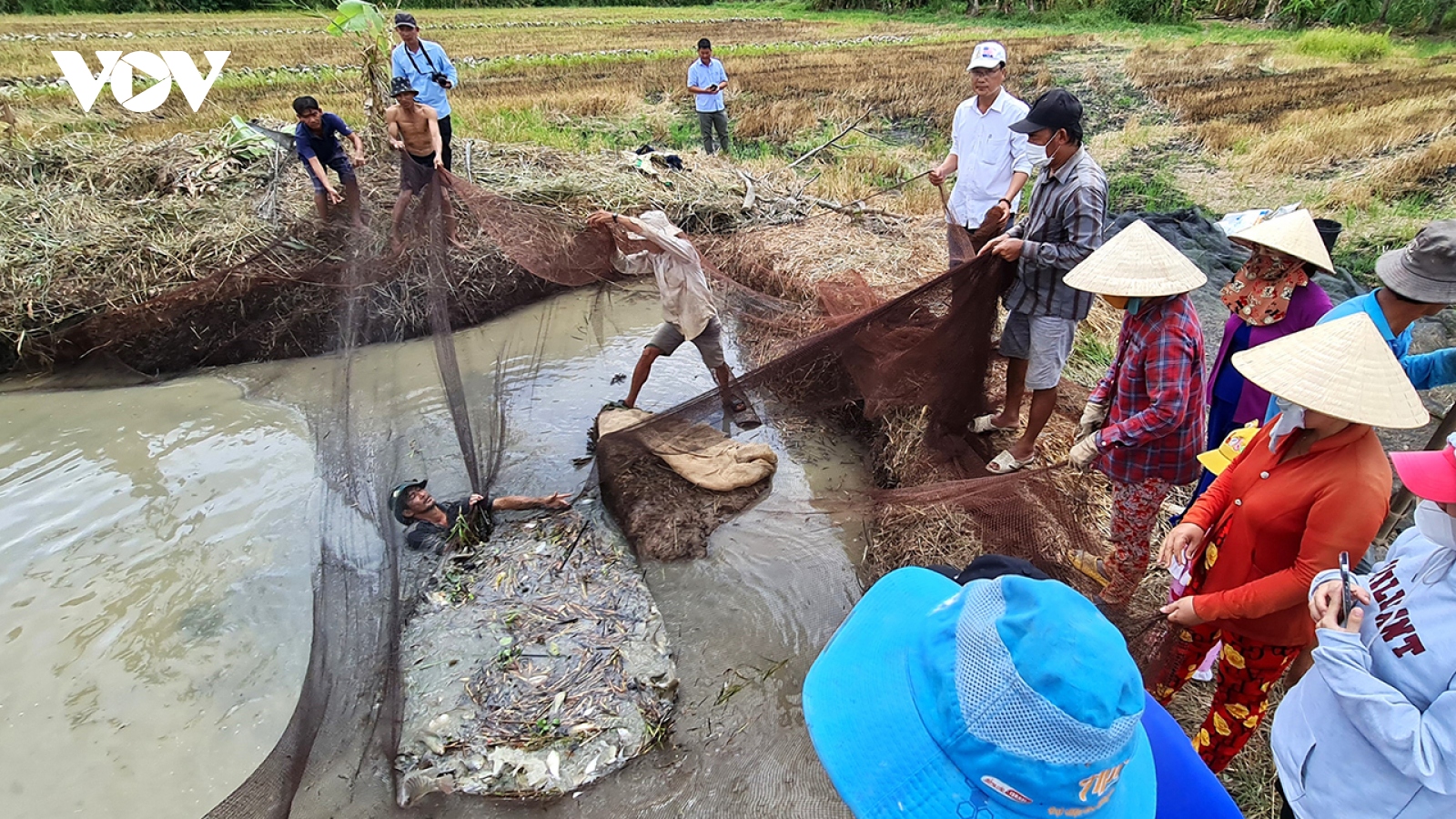 Khai thác cần gắn với bảo vệ nguồn lợi cá đồng Cà Mau