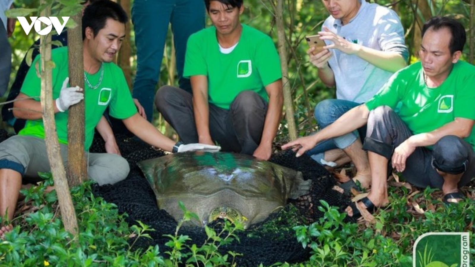 Còn bao nhiêu cá thể rùa Hoàn Kiếm trên thế giới và có cách nào để hồi sinh?