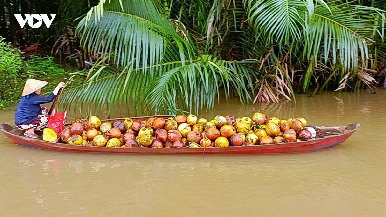 Tìm lời giải cho cây trồng chủ lực nhanh hết thời