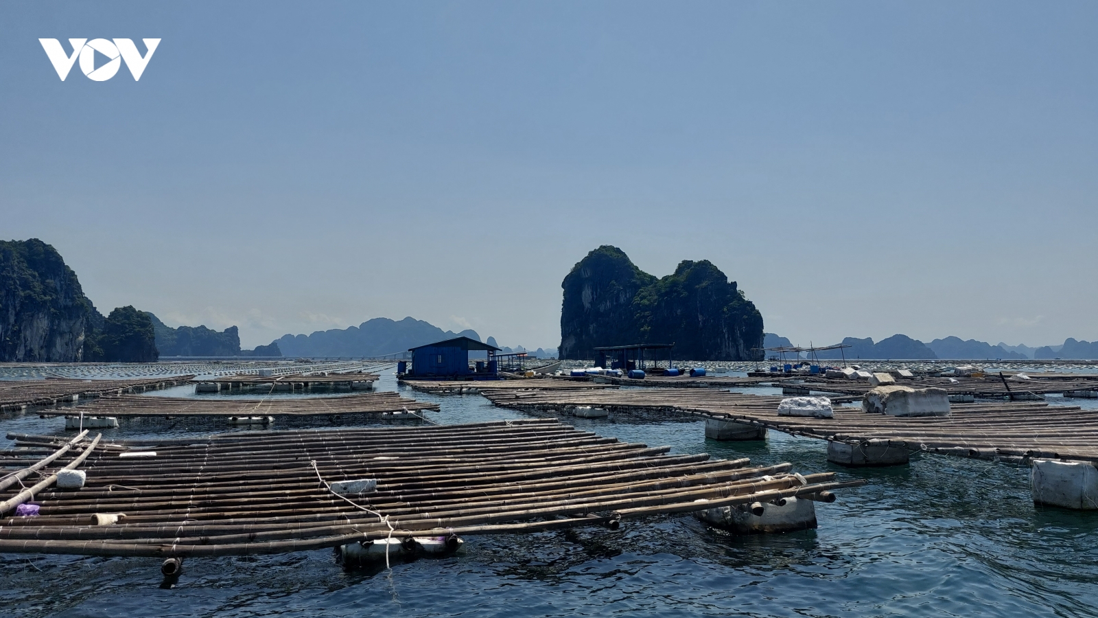 Quảng Ninh di dời, giải tỏa diện tích nuôi trồng thủy sản trái phép trước ngày 30/4