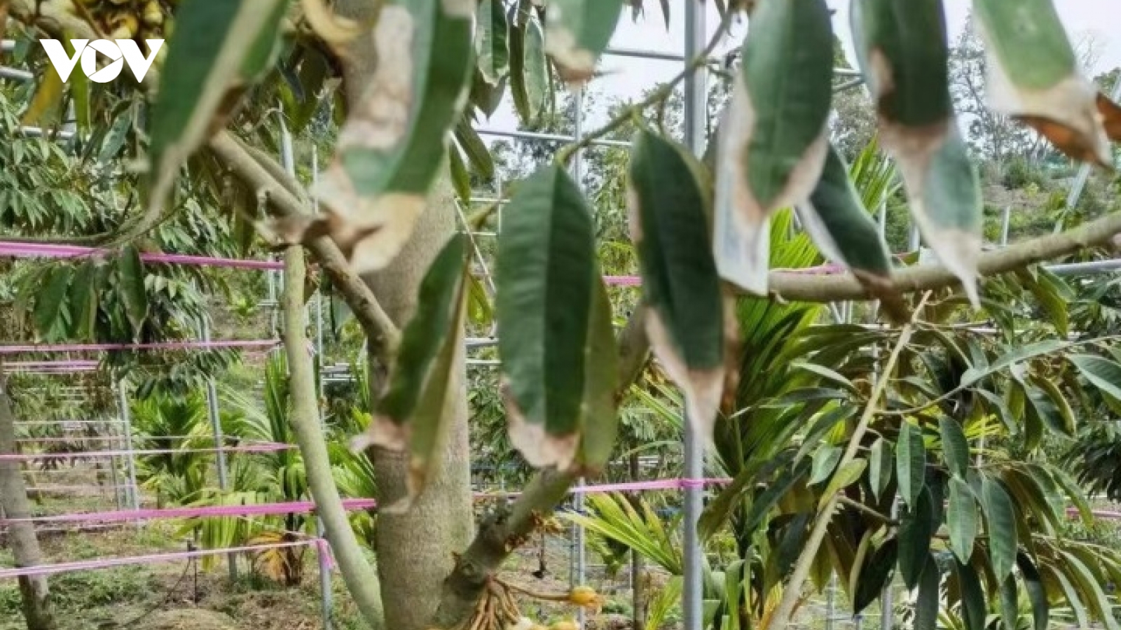 Trung Quốc sắp thu hoạch vụ sầu riêng đầu tiên: Cuộc cạnh tranh tại thị trường tỷ dân