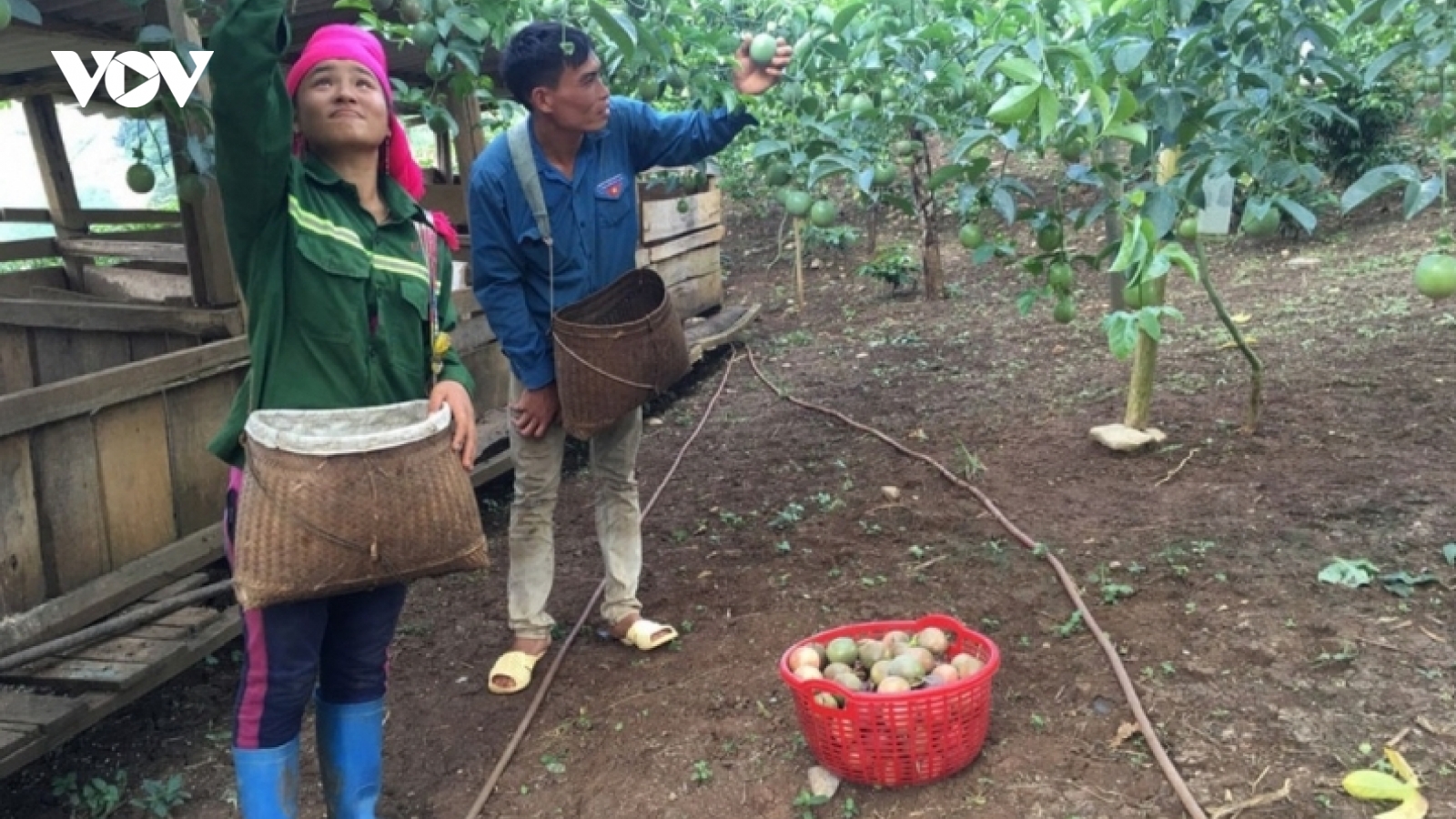 “Biến” không thành có, nông dân Sơn La làm giàu