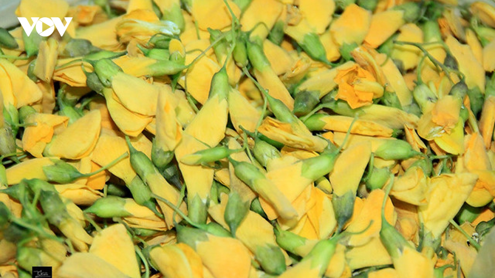 Bông điên điển - đặc sản mùa nước nổi miền Tây