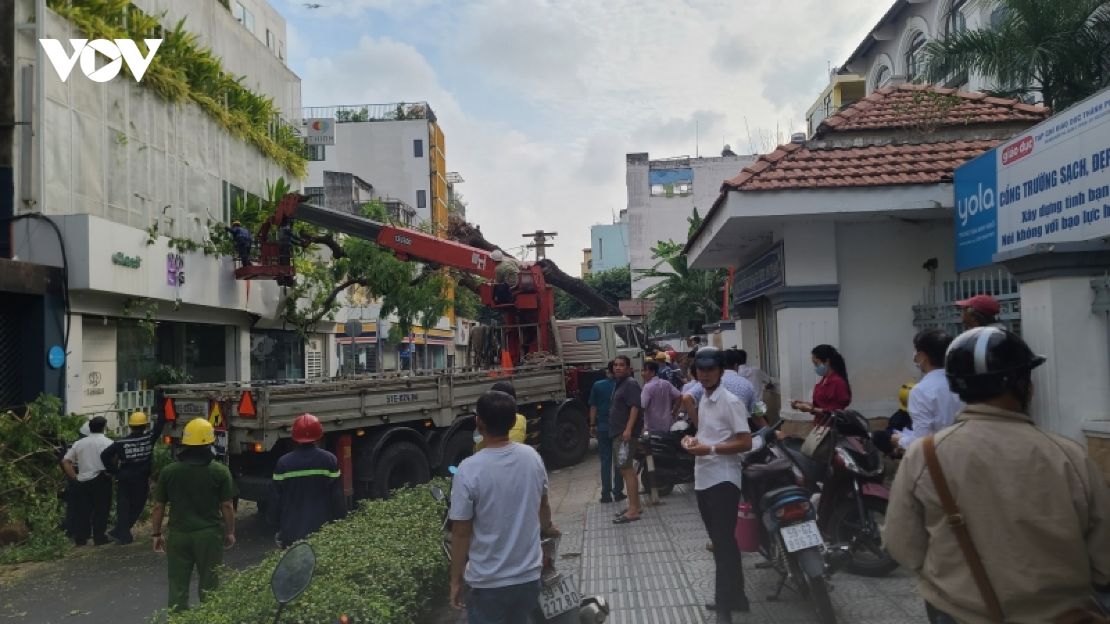 Tin mới về vụ cây xanh bật gốc trong trường học tại TP.HCM