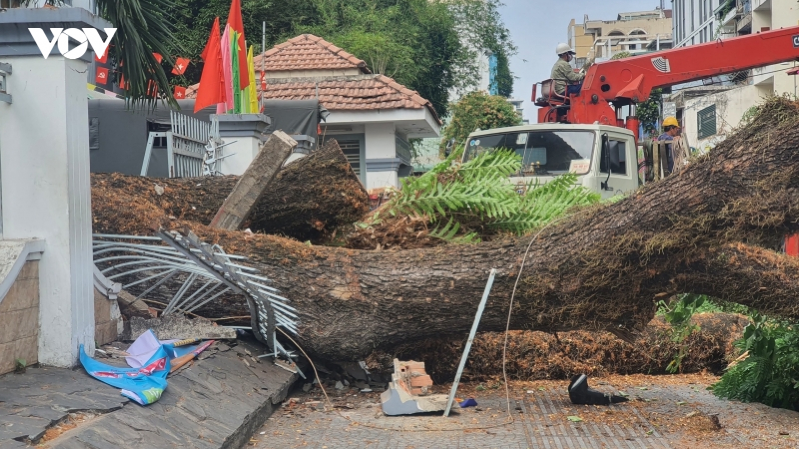 TP.HCM chỉ đạo xử lý vụ cây xanh ở trường học ngã đổ làm nhiều người bị thương