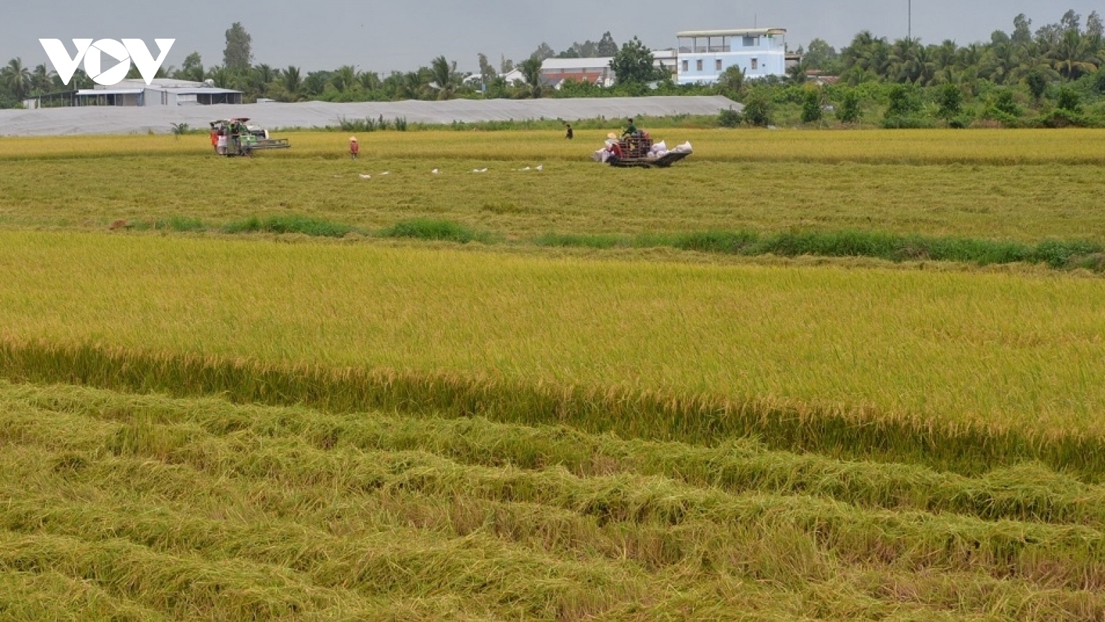 Xuất khẩu gạo tháng 3 tăng mạnh cả về lượng và giá trị