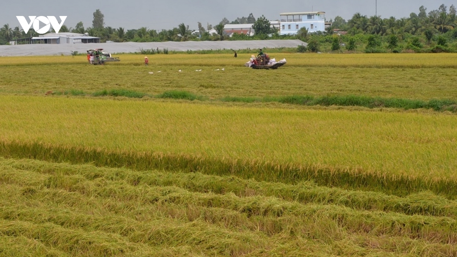 Xuất khẩu gạo tháng 3 tăng mạnh cả về lượng và giá trị