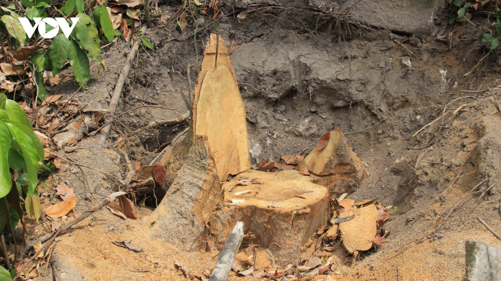 Phú Yên điều tra, xử lý 2 vụ phá rừng tự nhiên