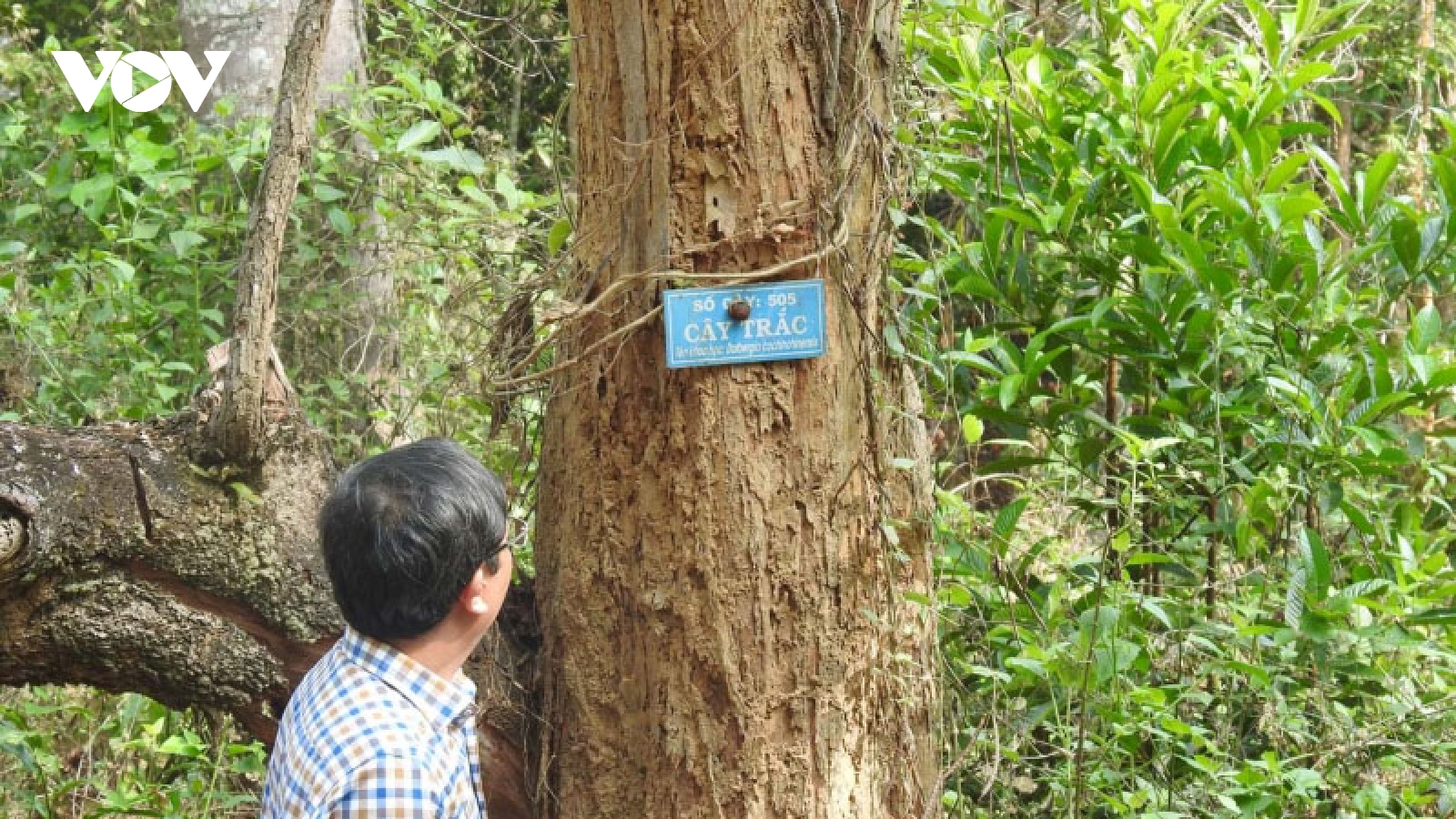 Gỗ trắc chết khô trong rừng: Cả tỉnh Kon Tum chưa biết xử lý thế nào