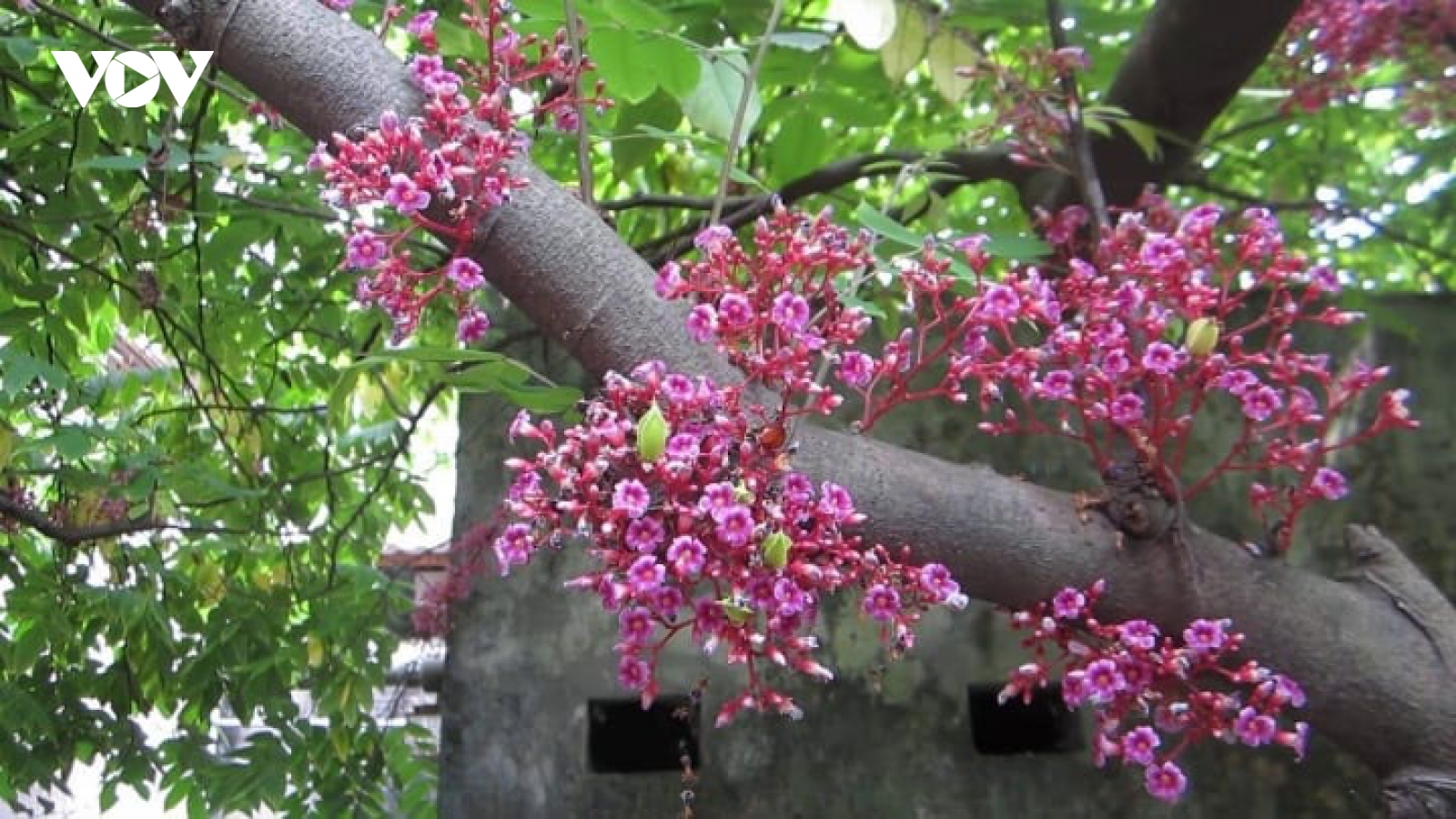 Hoa khế có tác dụng gì?