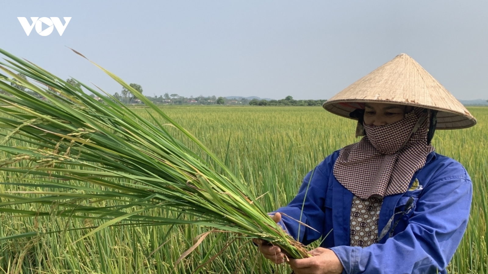 Hàng trăm ha lúa ST24, ST25 ở Đắk Lắk, Đắk Nông bị lép hạt bất thường