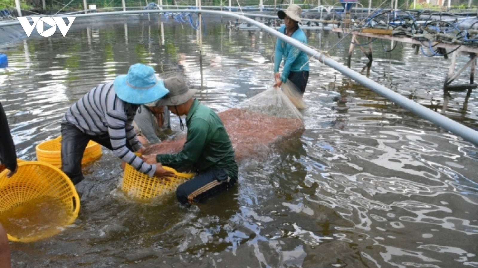 150 domestic and foreign firms attend VietShrimp 2023