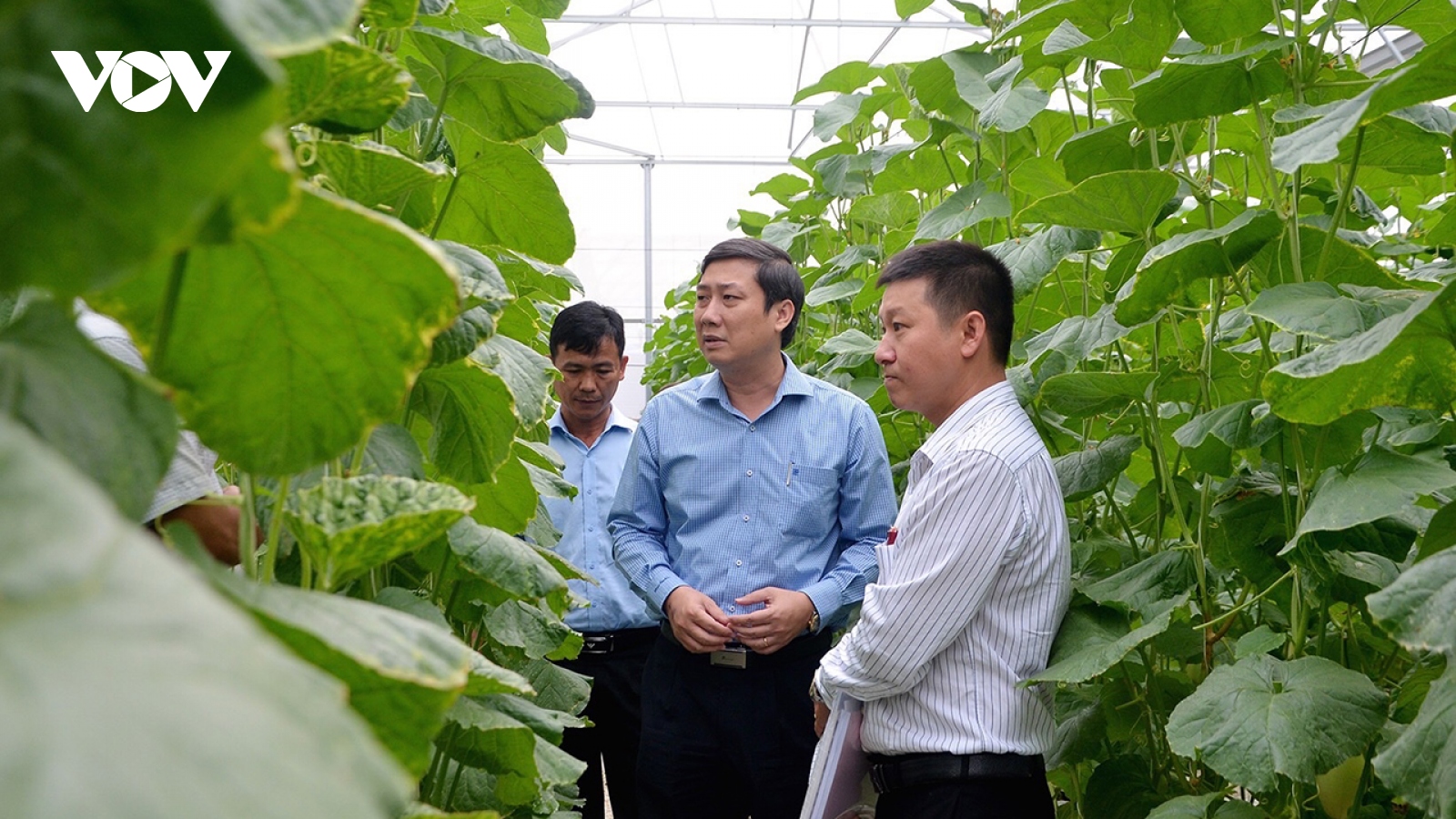 Hỗ trợ phát triển nông nghiệp công nghệ cao ở Bà Rịa-Vũng Tàu chứng tỏ hiệu quả