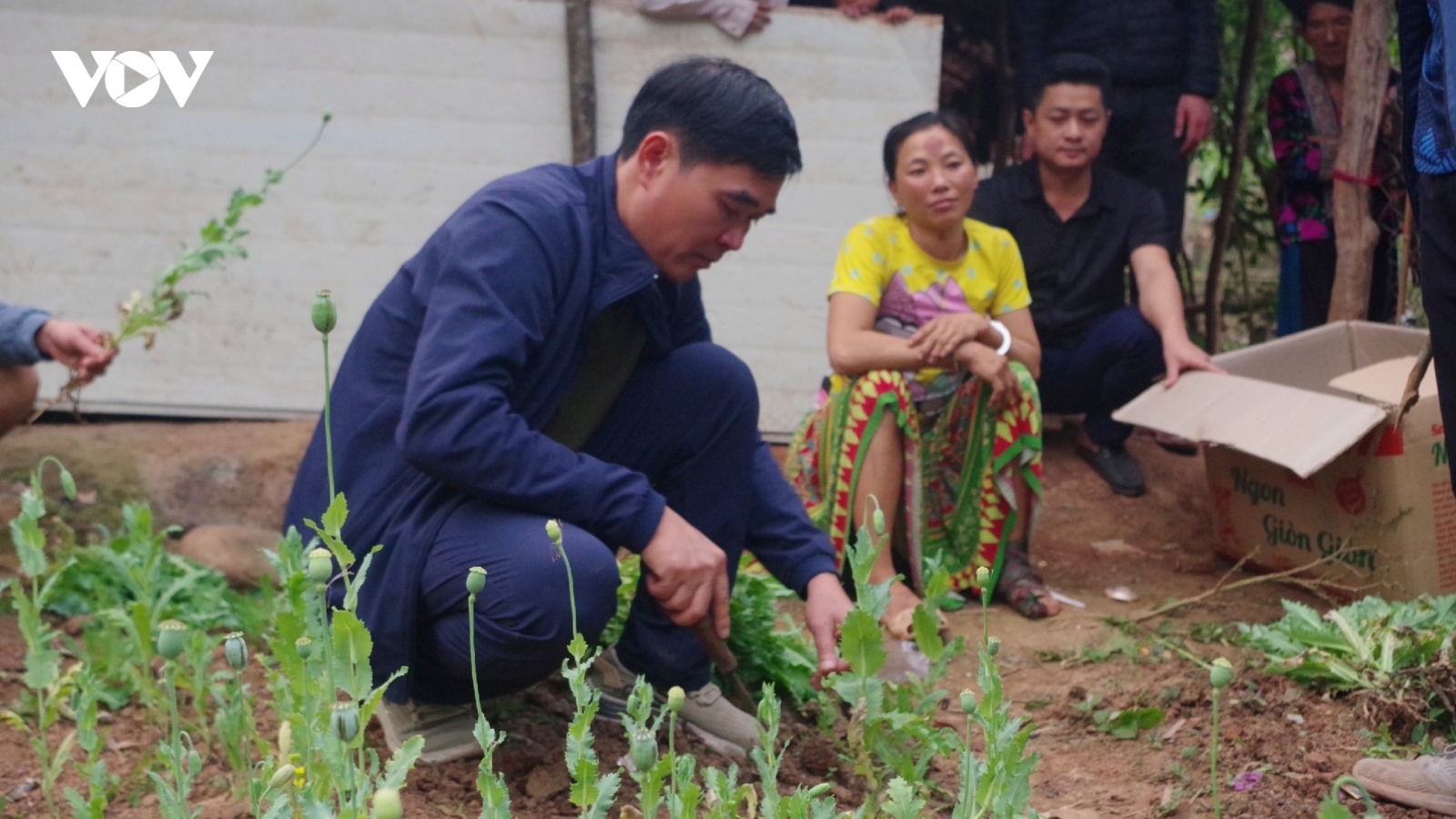 Khởi tố người phụ nữ trồng 585 cây thuốc phiện