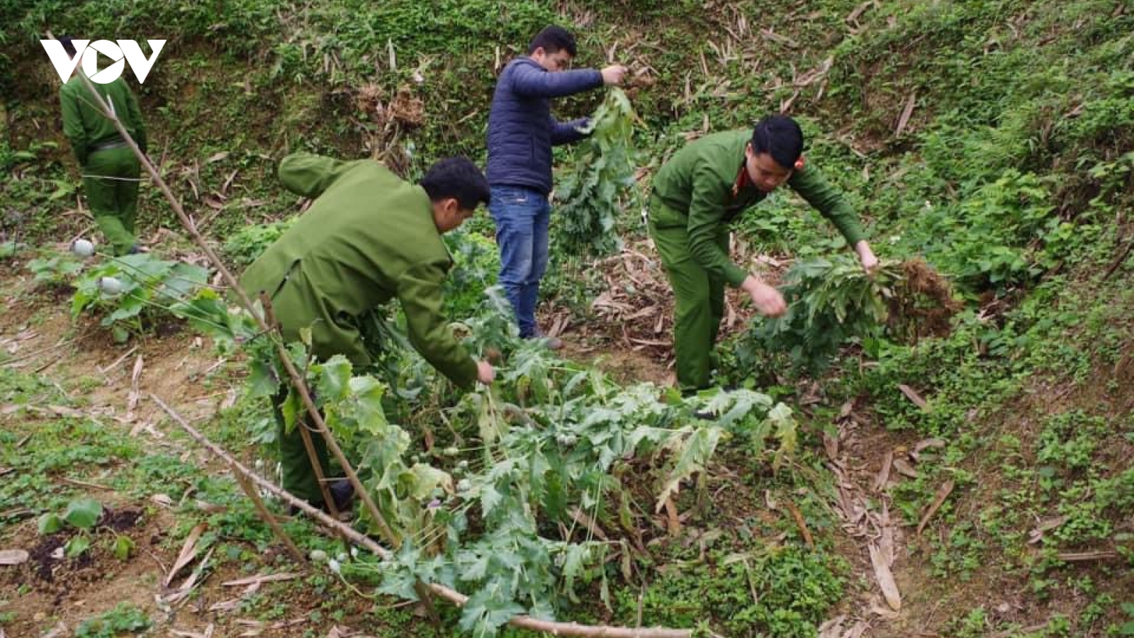 Phát hiện nhiều vụ lén lút trồng, khai thác nhựa thuốc phiện trong nhà