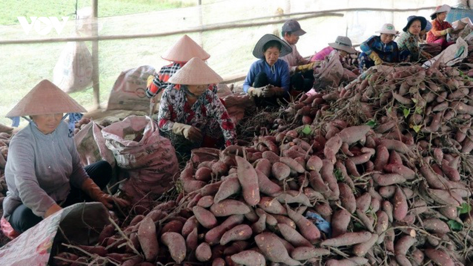 Khoai lang tươi được cấp phép xuất khẩu sang Trung Quốc