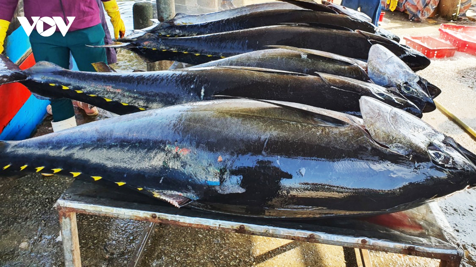 Giá cá ngừ đại dương giảm, ngư dân giảm đánh bắt