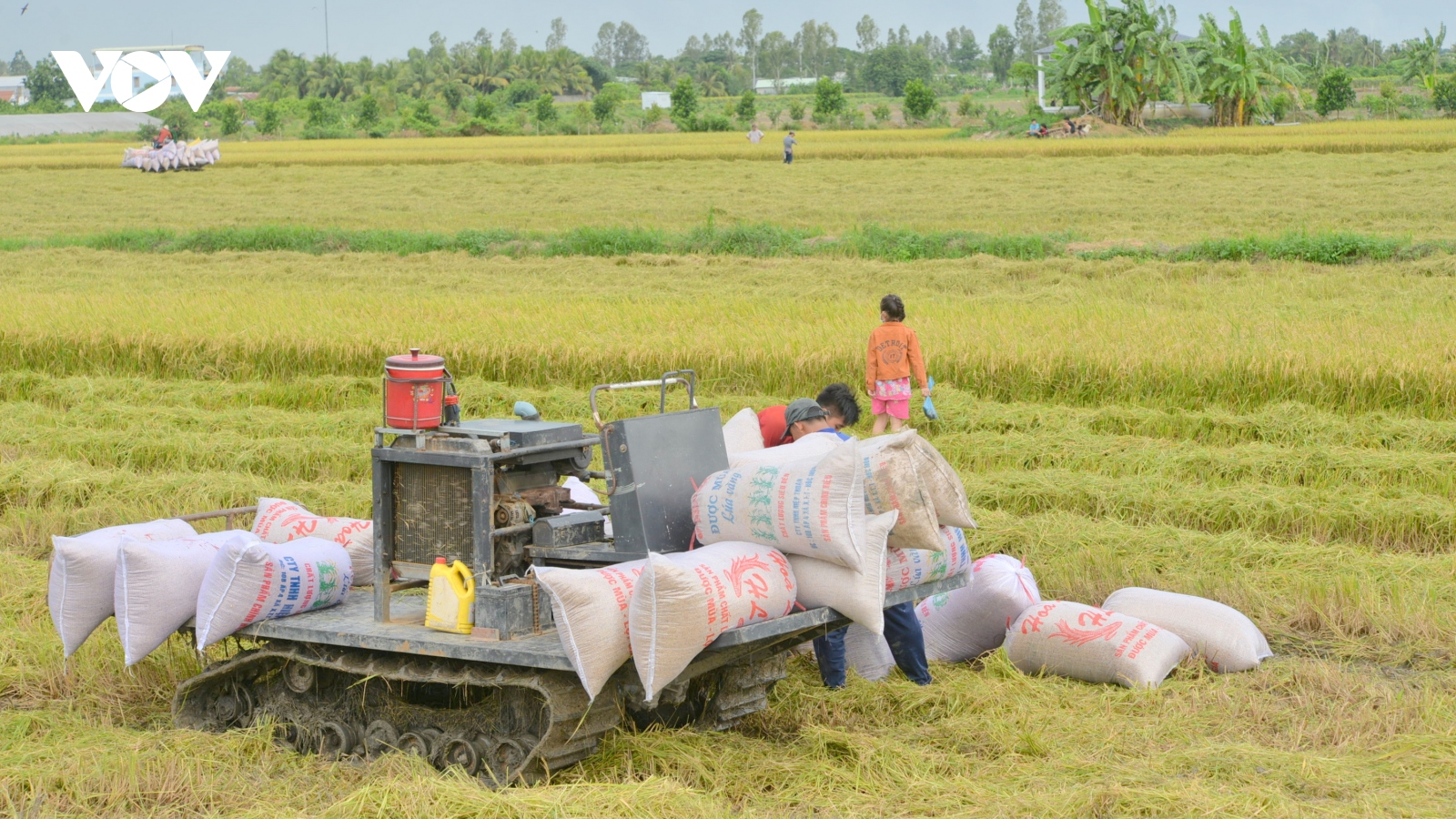 Hơn 51.000 ha lúa đảm bảo chi trả tín chỉ carbon