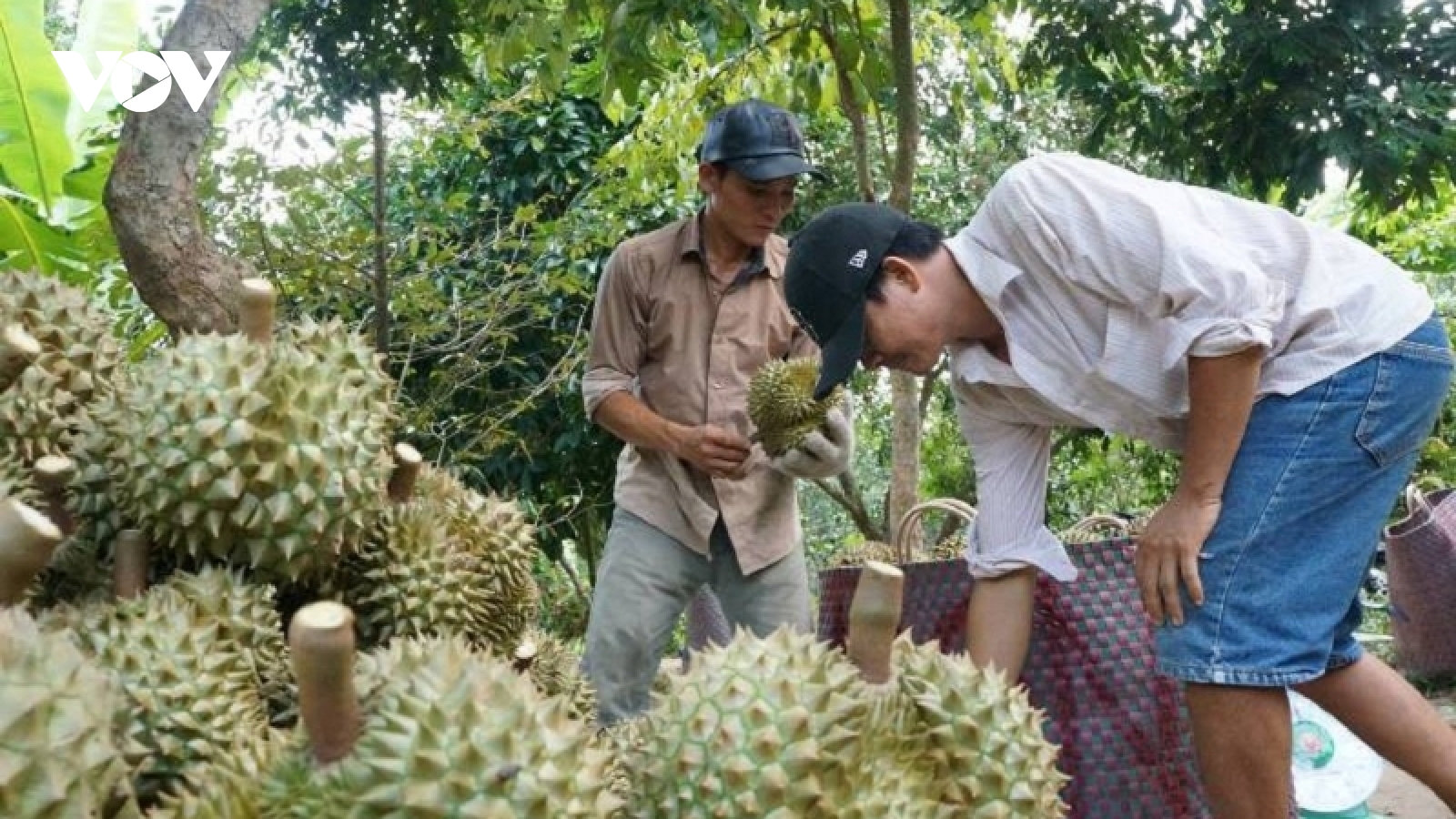 Xây dựng thương hiệu nông sản là vấn đề cấp bách