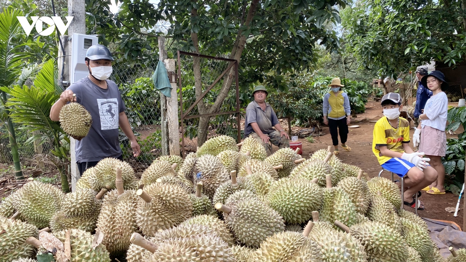 Đắk Lắk làm gì để sầu riêng không thành "sầu chung"?