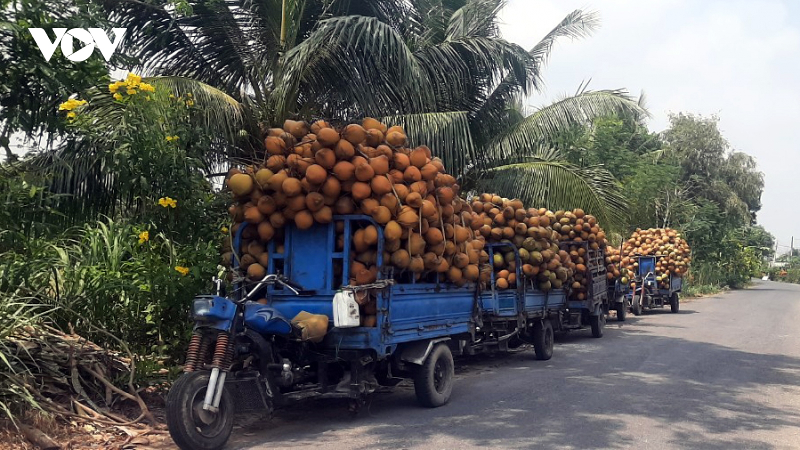 Dừa xiêm hút hàng, tăng giá dịp nắng nóng