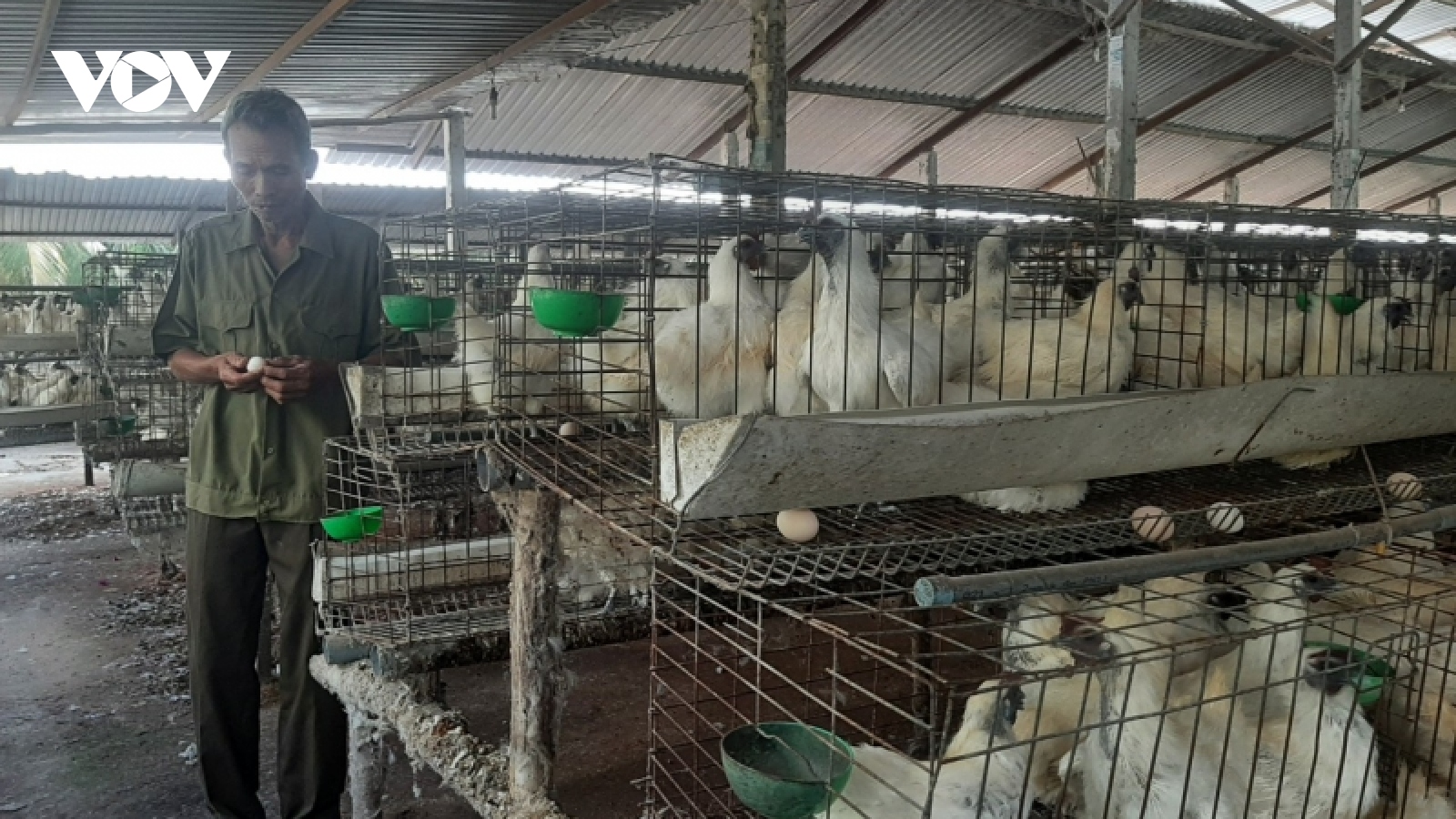 Chăn nuôi gia cầm ở Tiền Giang “tiến thoái lưỡng nan”