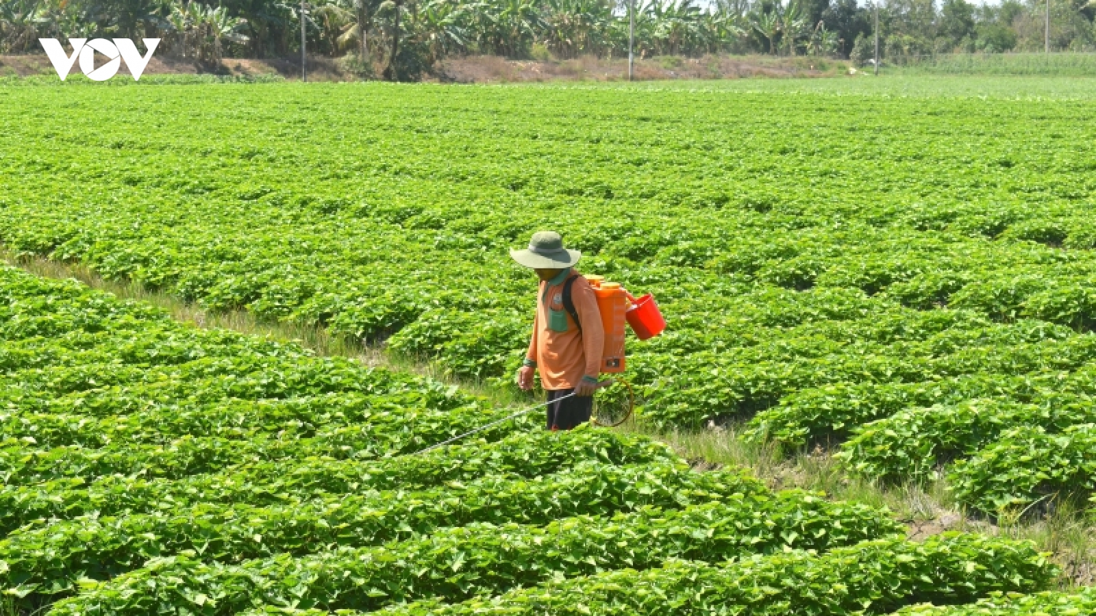 Công bố xuất khẩu lô khoai lang chính ngạch đầu tiên sang Trung Quốc