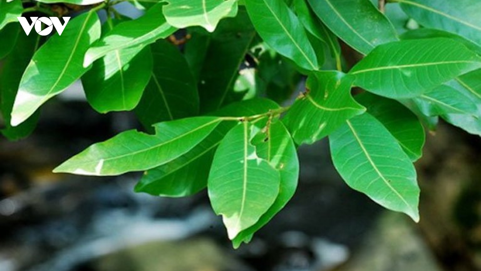 Tác dụng ít người biết của lá vối