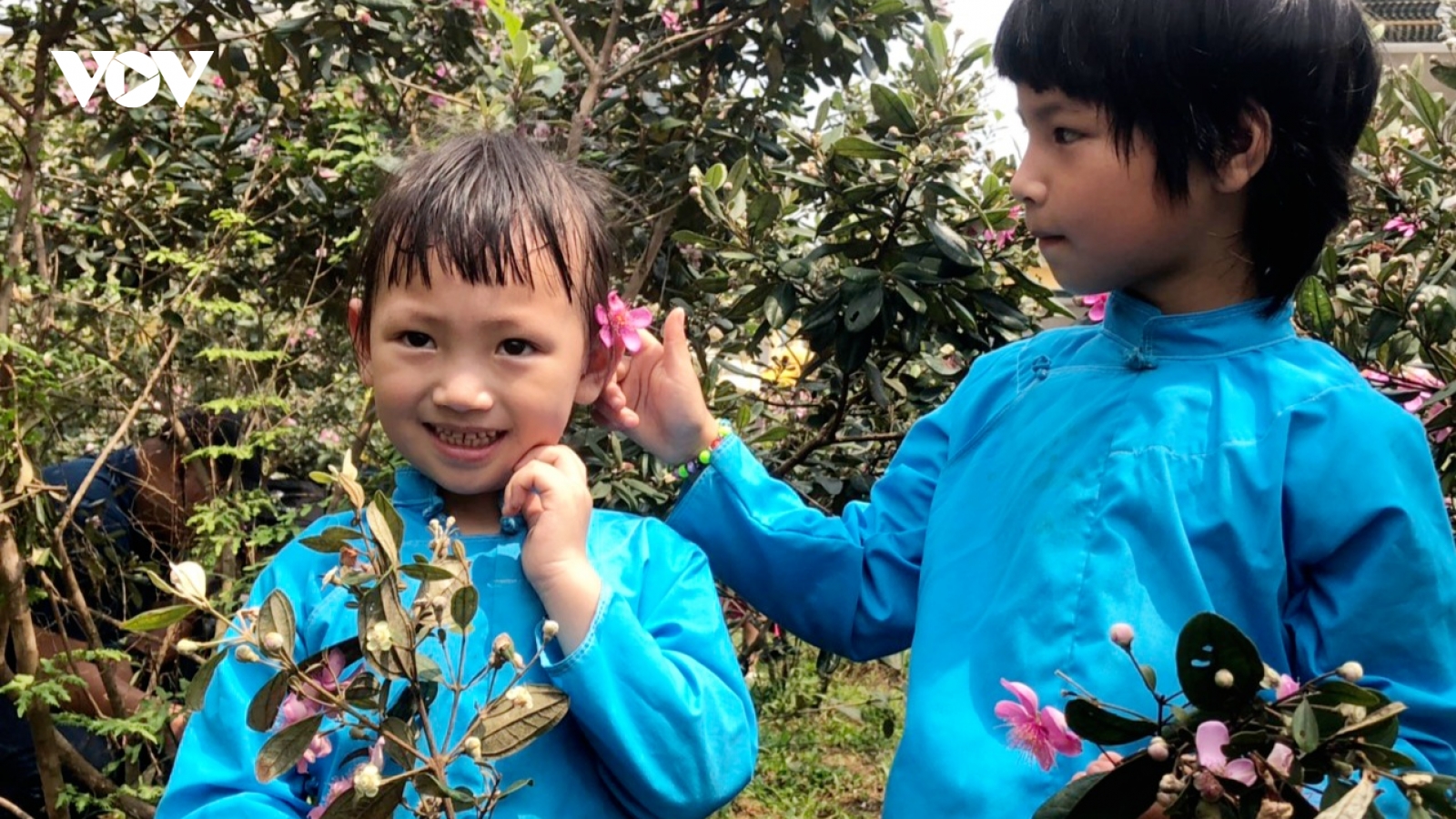 Dịu dàng hoa sim biên giới tại Móng Cái, Quảng Ninh