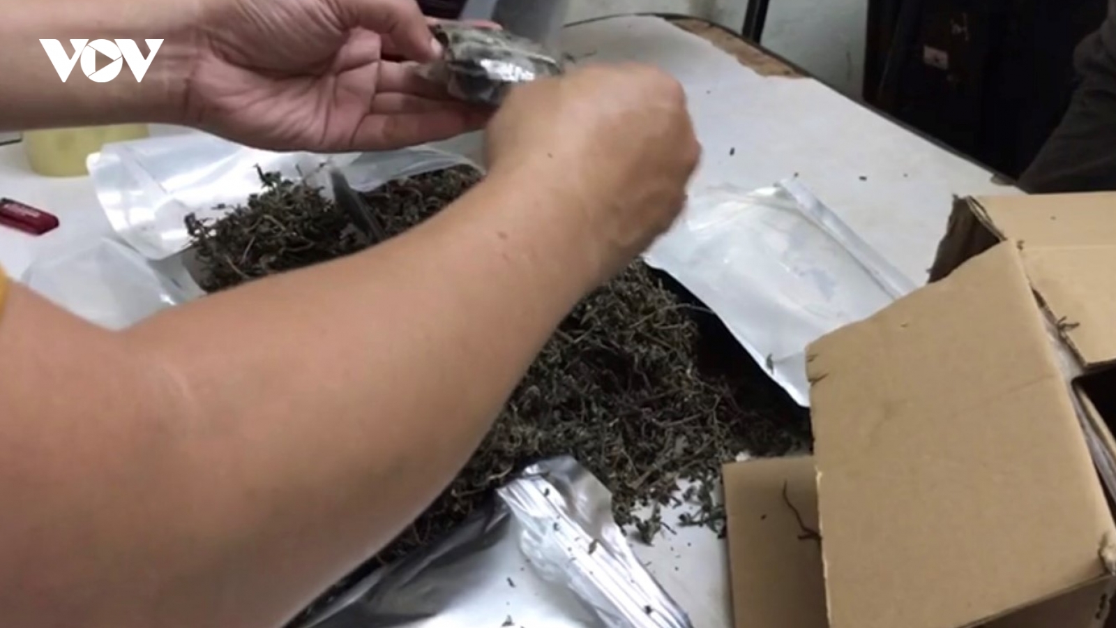 Ma túy trong thùng hàng chứa lá xông