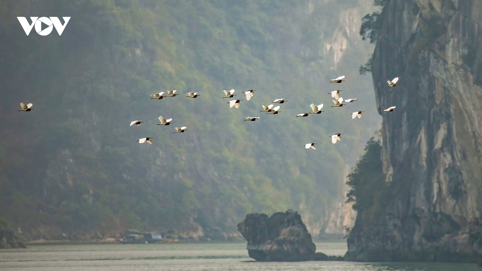 Ngắm Hạ Long yên bình với những đàn cò trắng