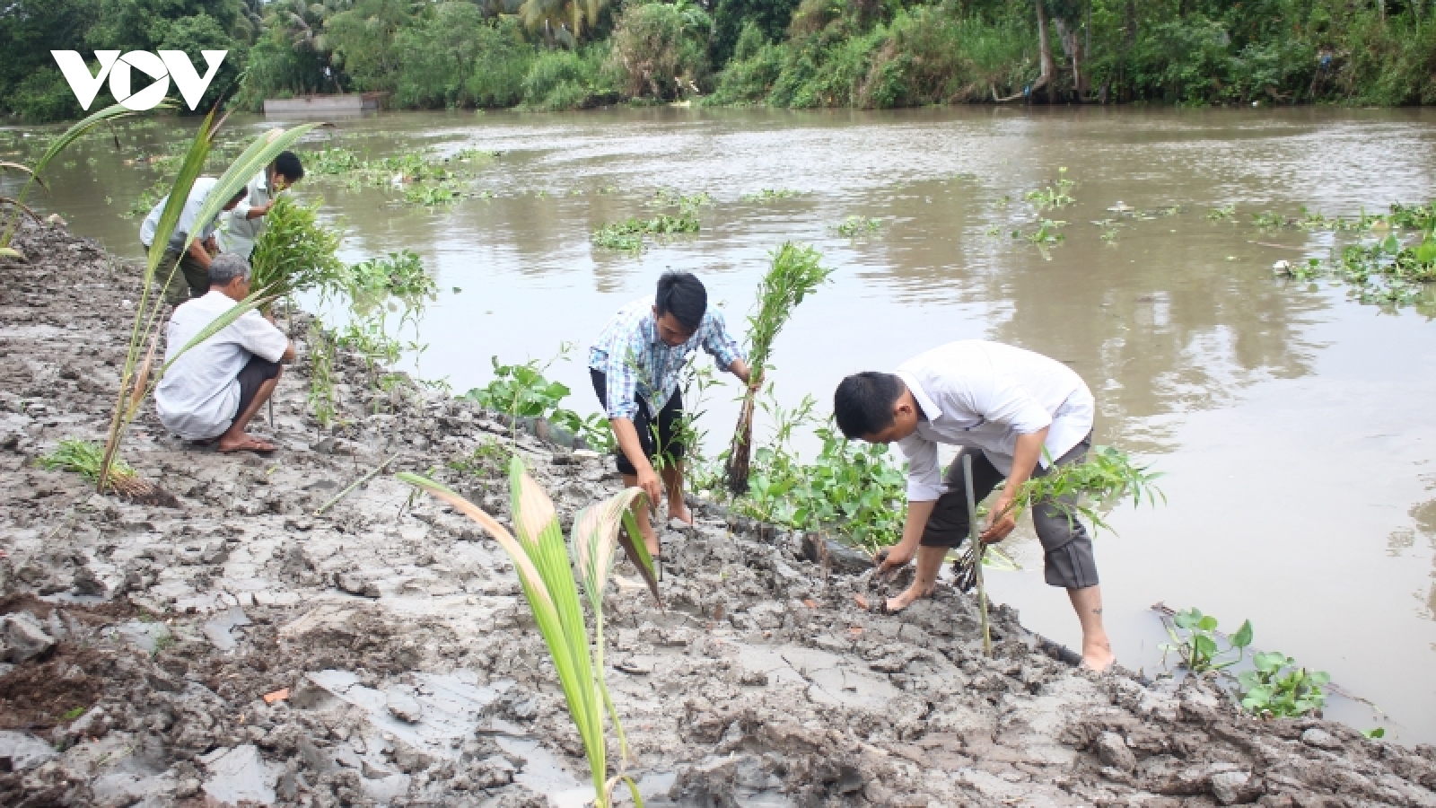 Trồng 5.100 cây tràm và dừa làm kè sinh thái chống sạt lở bờ sông