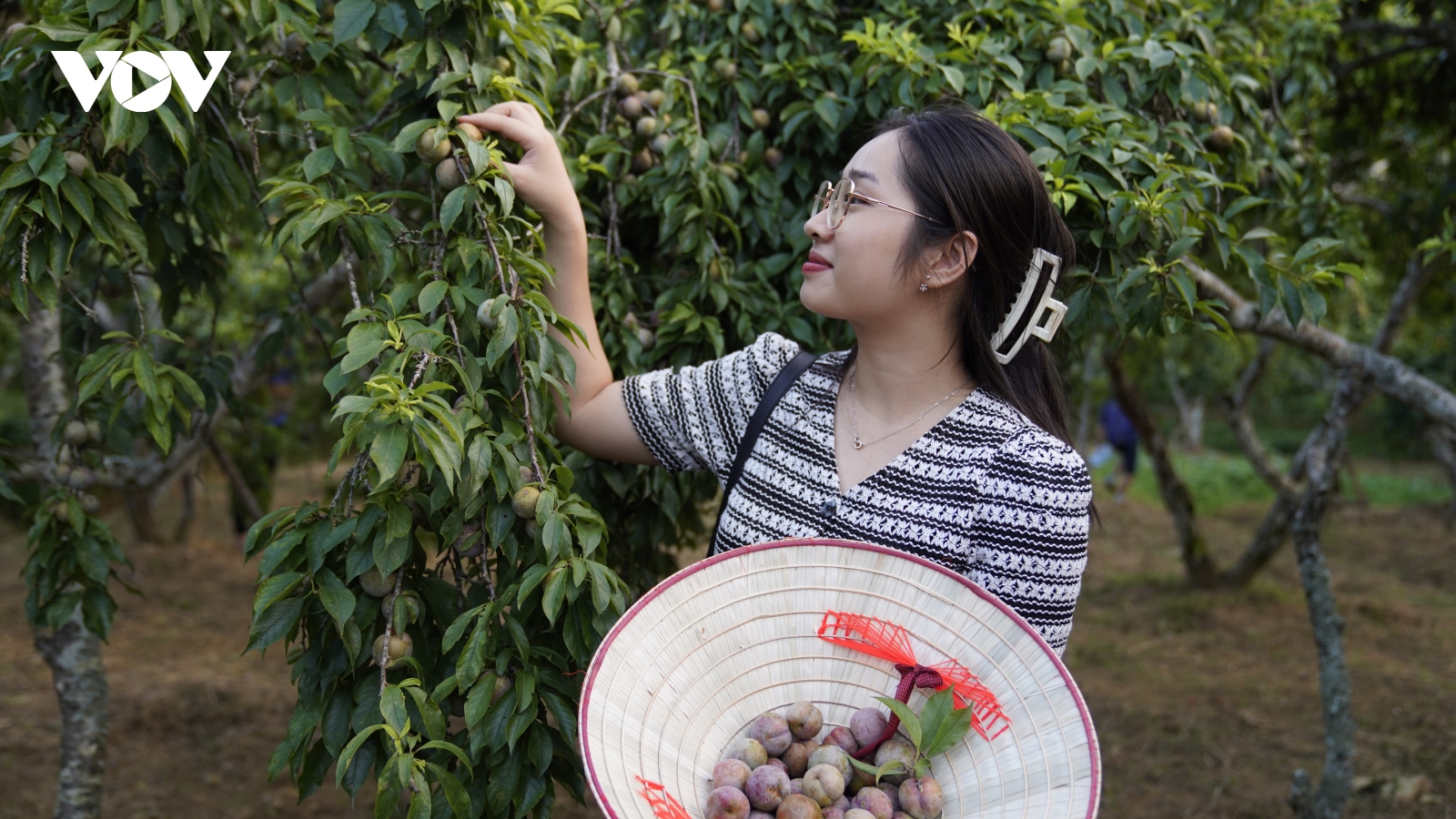 Đặc sản mận Tam Hoa vào vụ thu hoạch hút khách đến mua