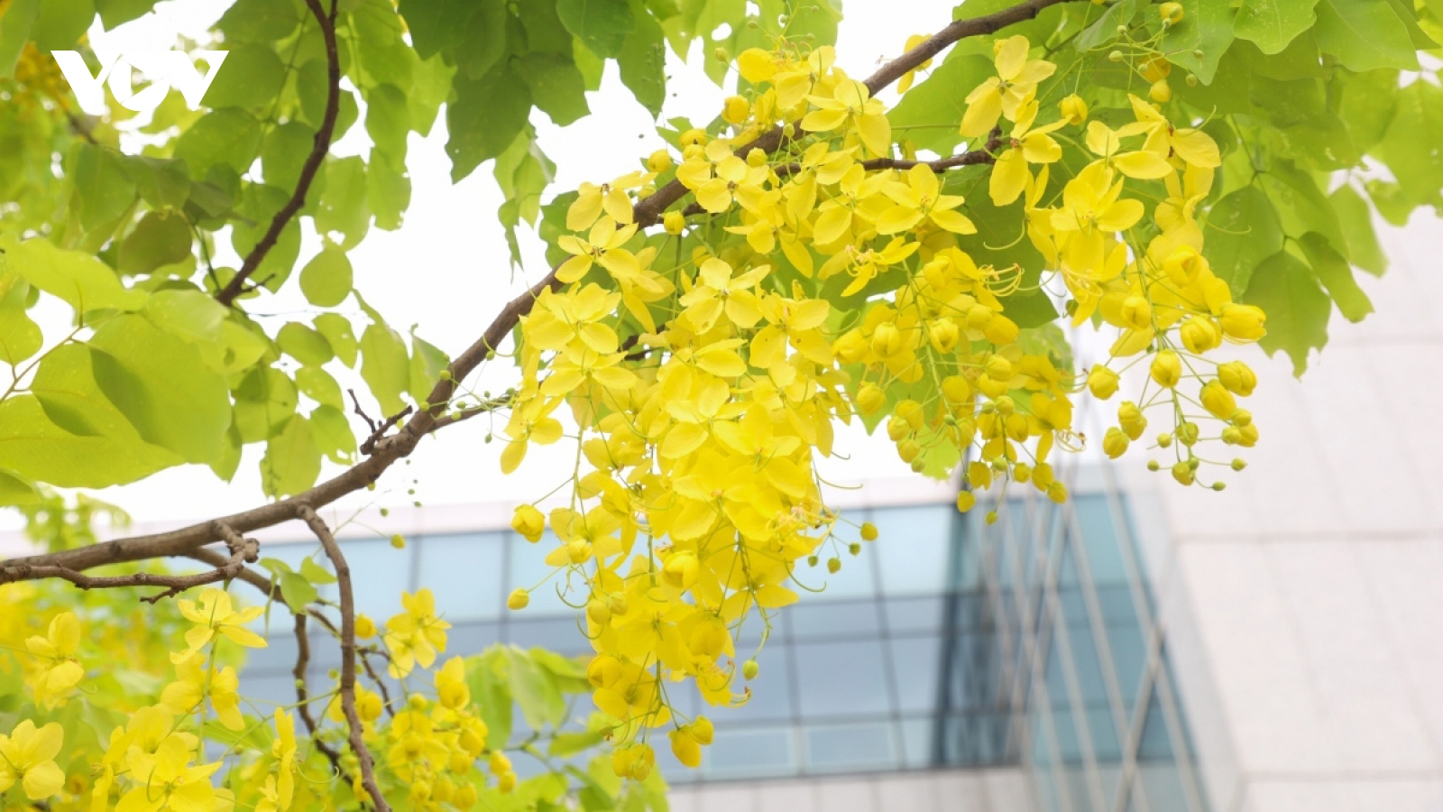 Golden shower trees in Hanoi mark arrival of summer