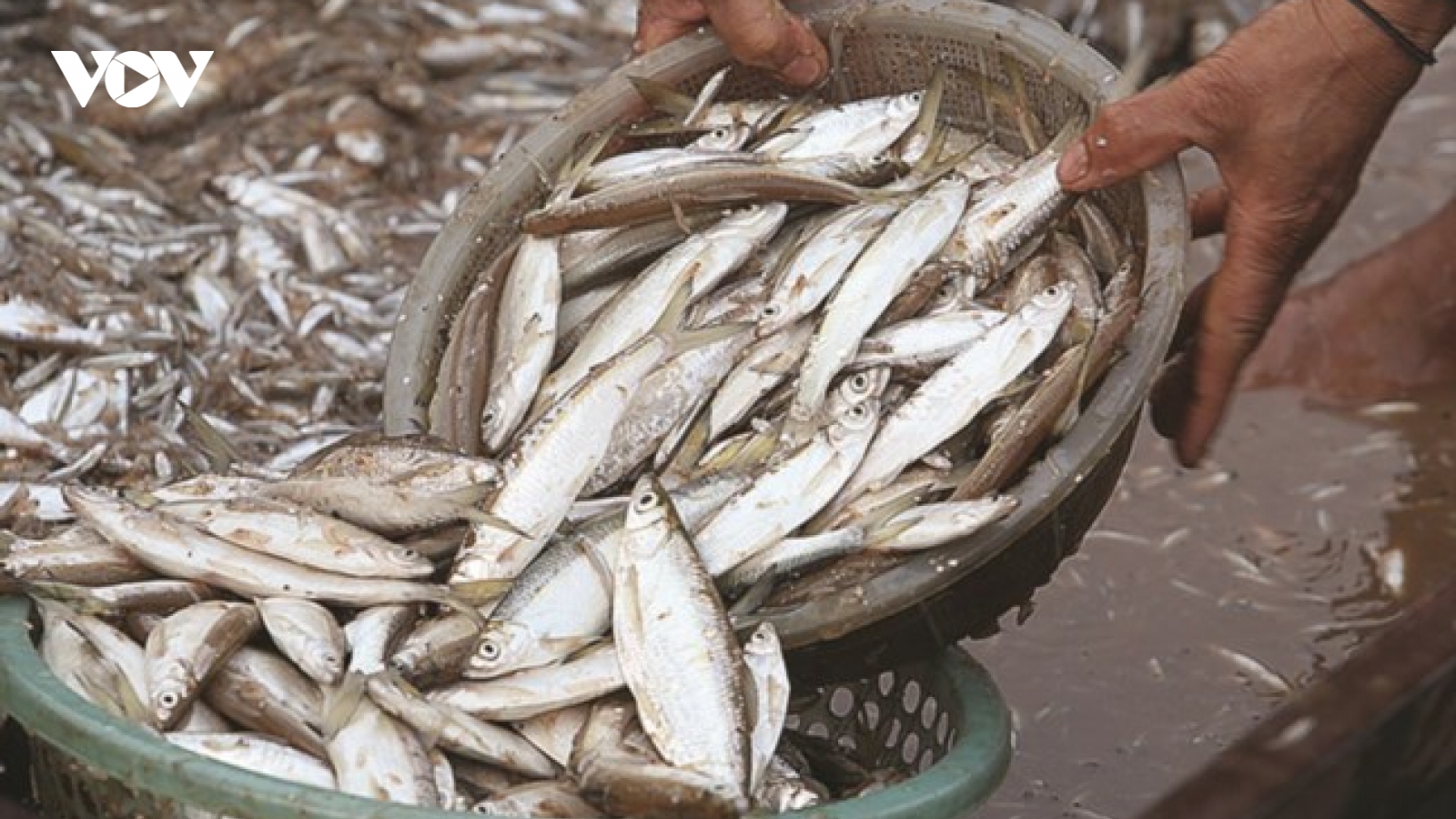 Loài cá "nhỏ mà có võ" - đặc sản Tây Bắc