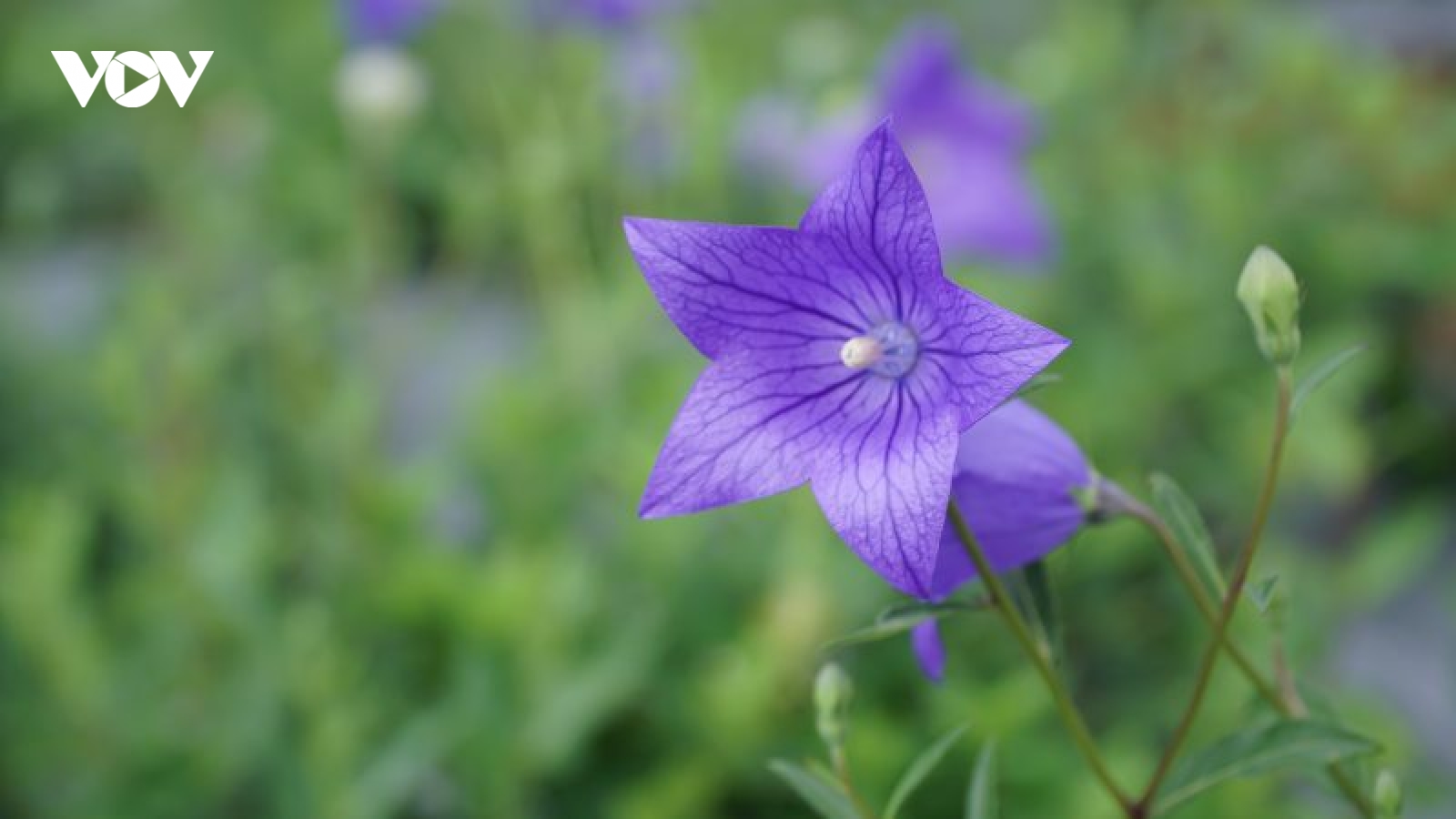 Cây dược liệu hoa nở đẹp như phim, người dân nhổ lên bán thu tiền tỷ