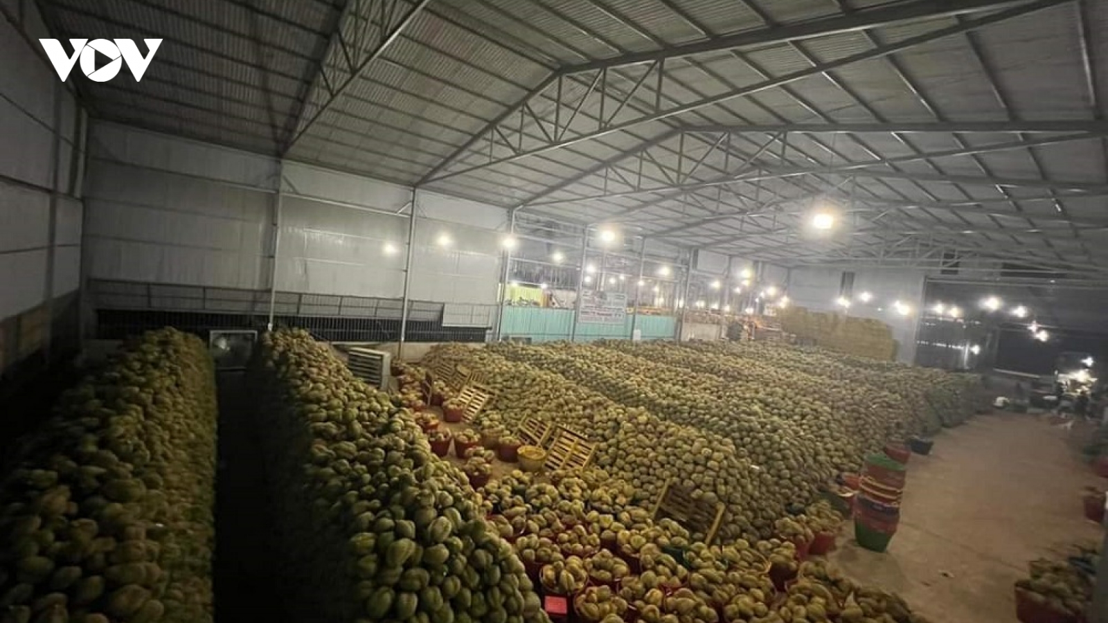 Bùng nổ sầu riêng ở Tây Nguyên: Biết người biết ta trong cuộc cạnh tranh lớn