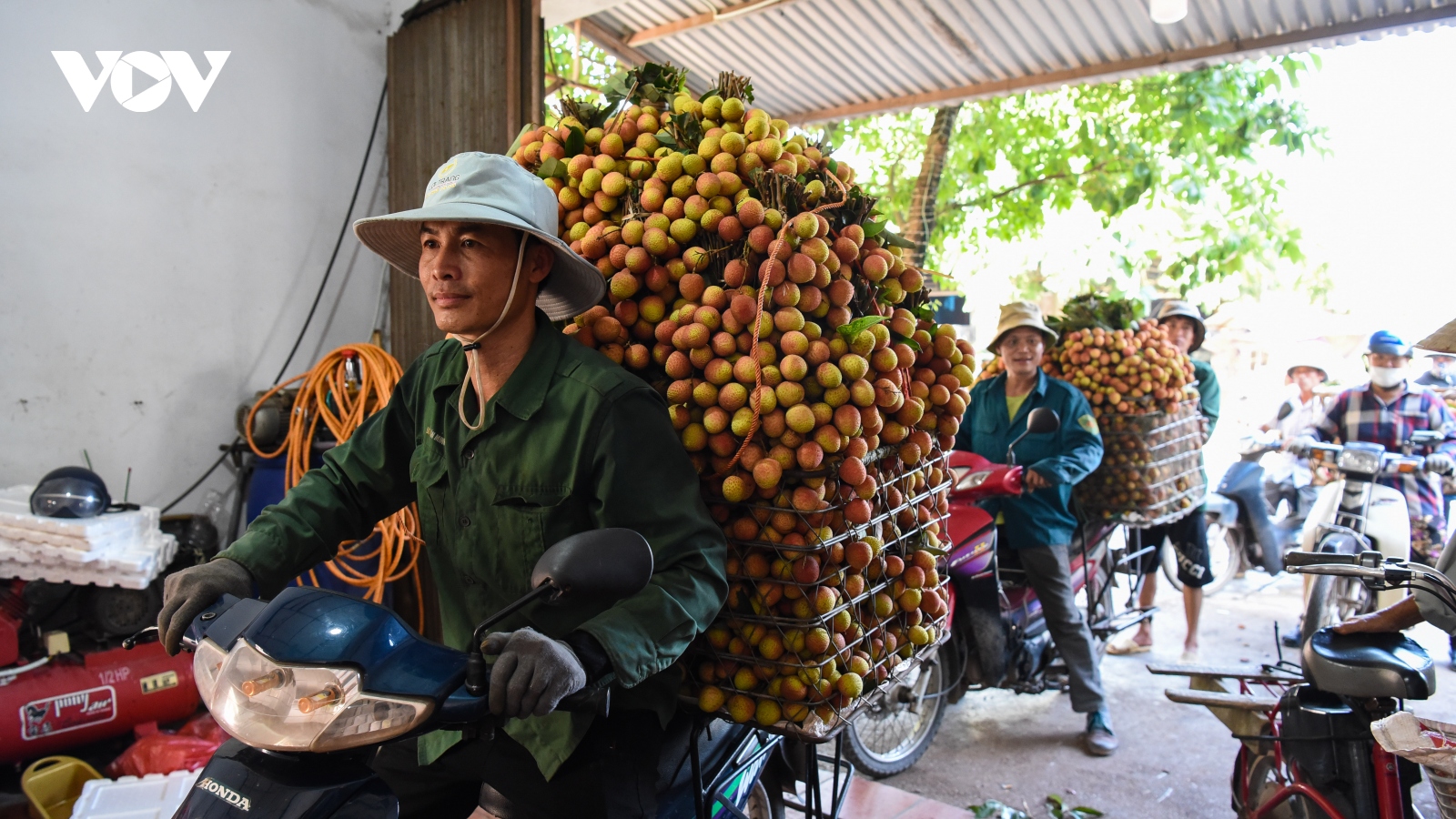 Thu hoạch vải thiều chín sớm ở "thủ phủ" Tân Yên, Bắc Giang