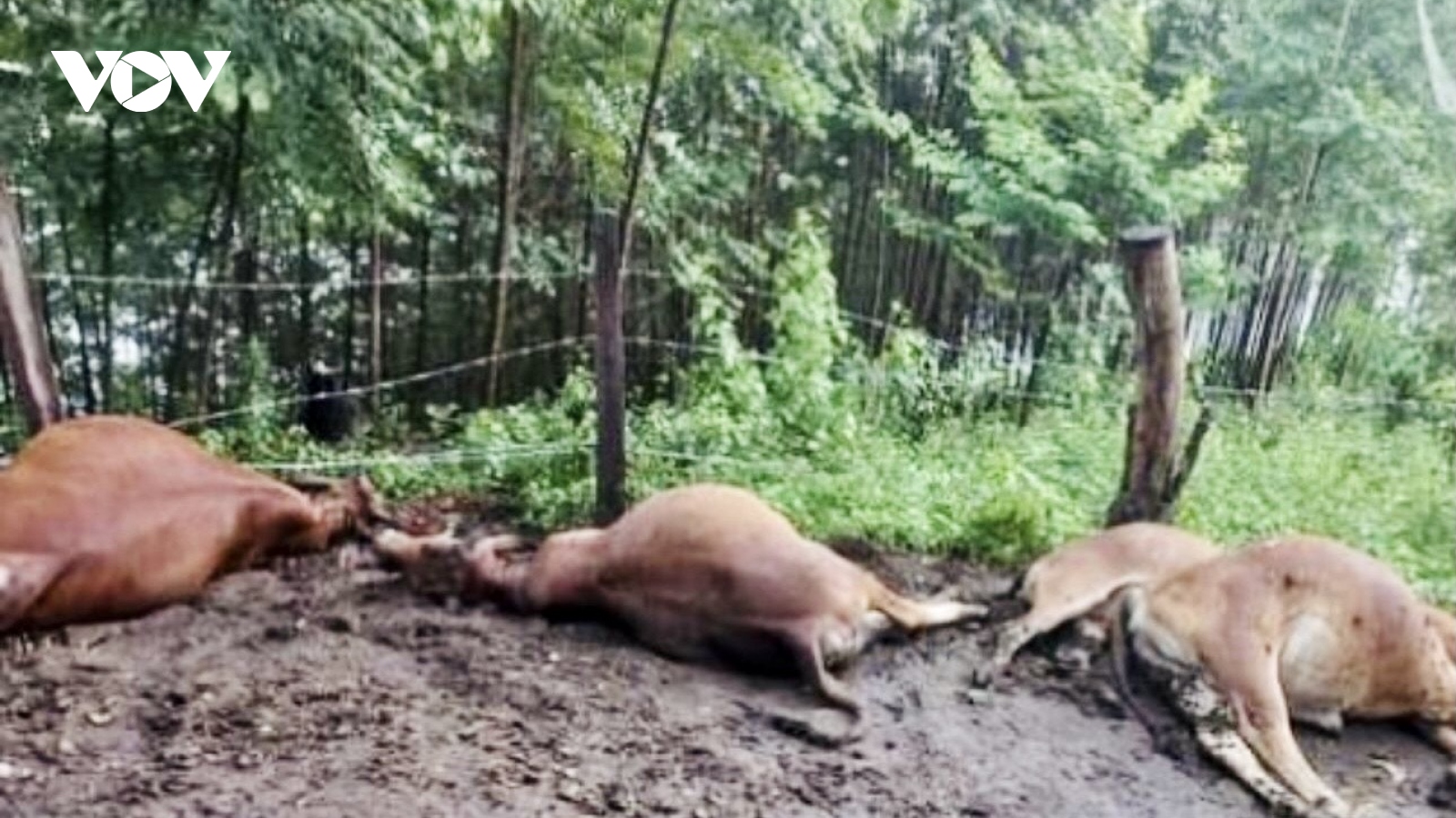 Giông sét làm chết 6 con bò và hư hỏng cầu treo dân sinh ở Sơn La