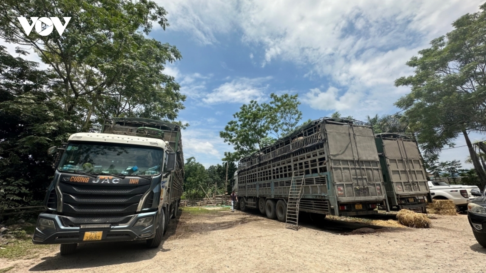 Công an Cao Bằng tạm giữ 150 con trâu không rõ nguồn gốc, xuất xứ