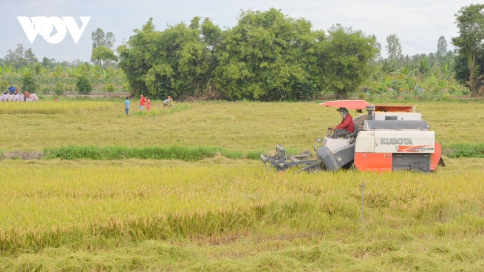Xuất khẩu gạo tiếp tục là điểm sáng nổi bật trong tháng 4/2023