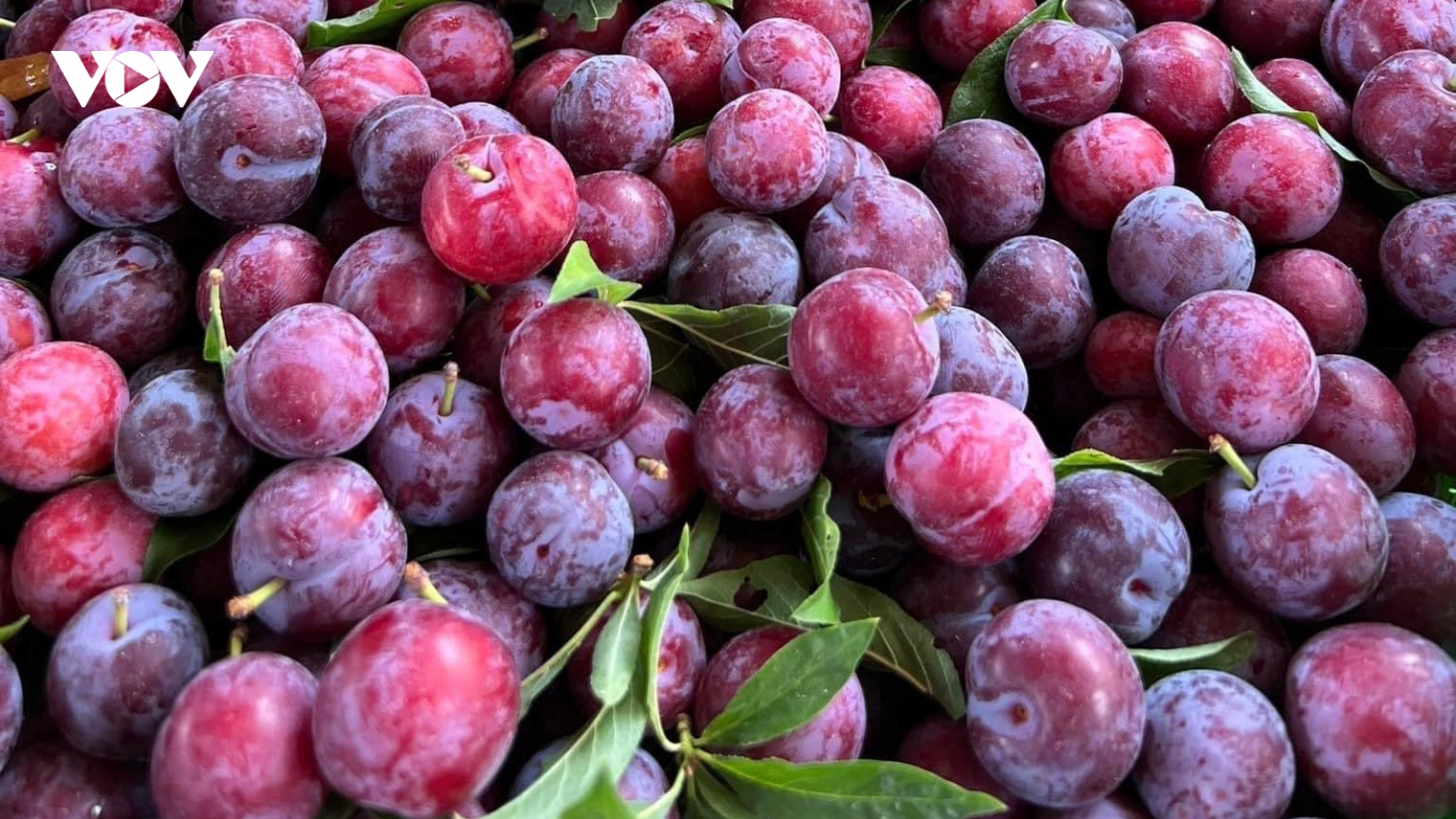 “Cherry Việt” đổ bộ thị trường, giá siêu rẻ