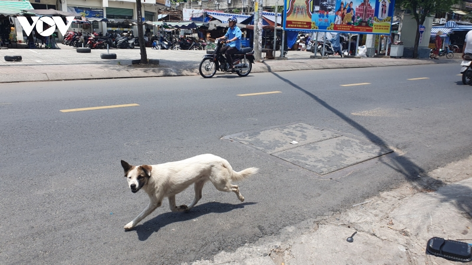 Làm thế nào để kiểm soát tình trạng nuôi chó mèo thả rông và thiếu an toàn