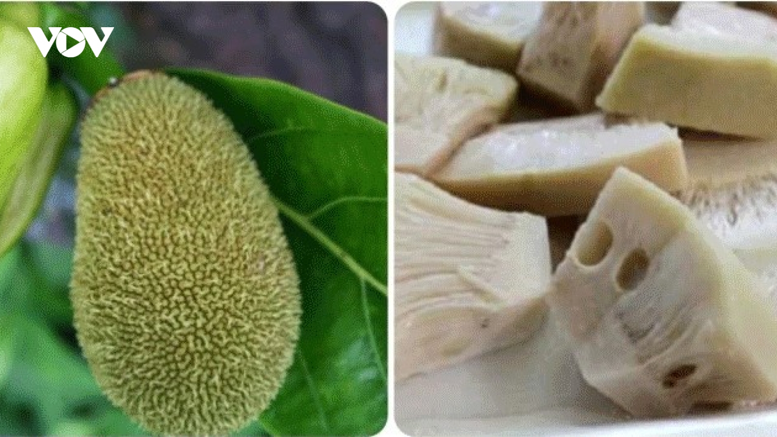 Tác dụng ít người biết của quả mít non