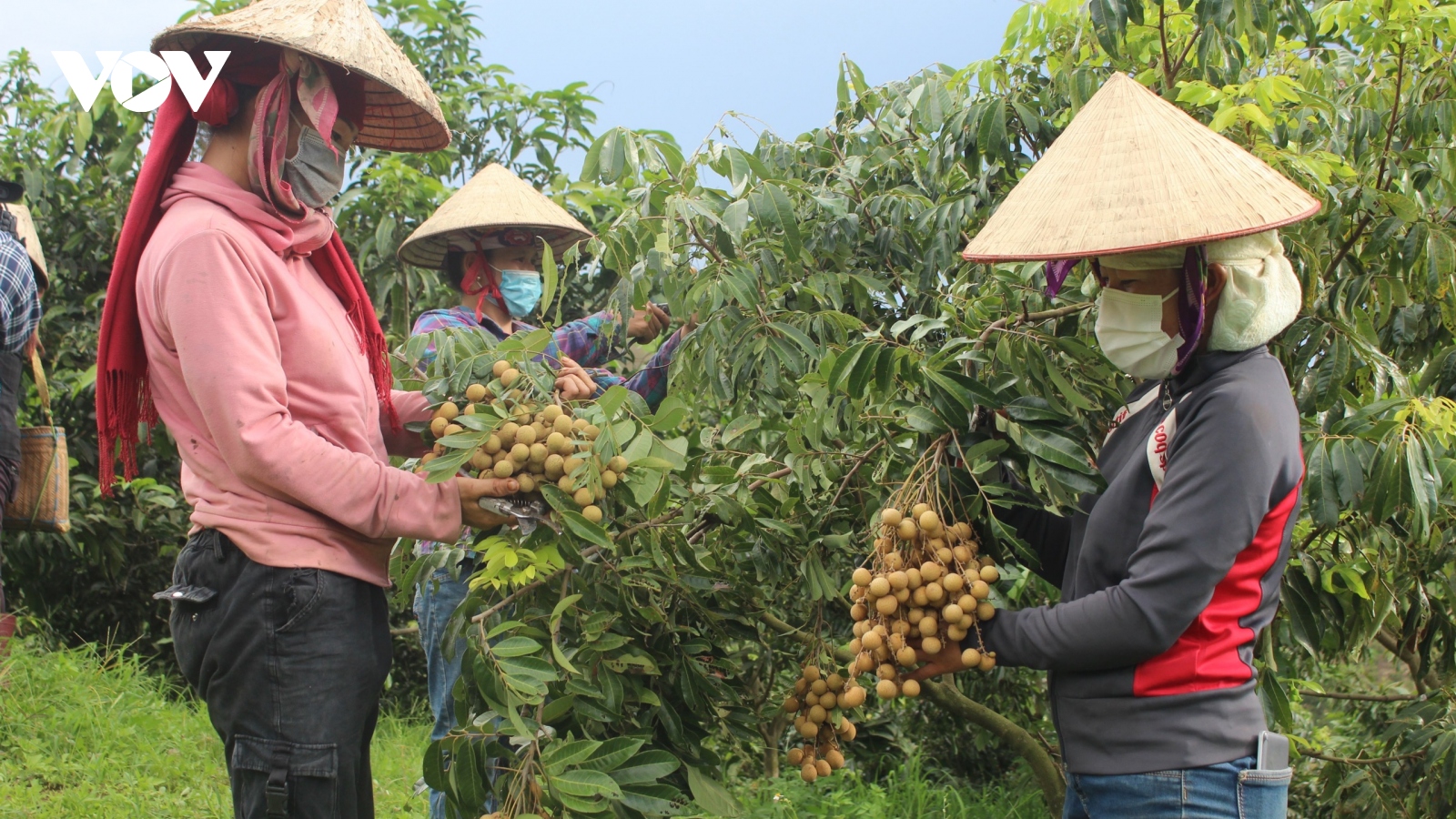 Ứng dụng khoa học công nghệ - “đòn bẩy” cho nông nghiệp Sơn La bứt phá