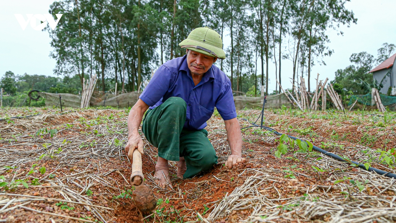 Nông dân ở Bắc Giang đổi đời nhờ trồng thần dược Sâm Nam núi Dành