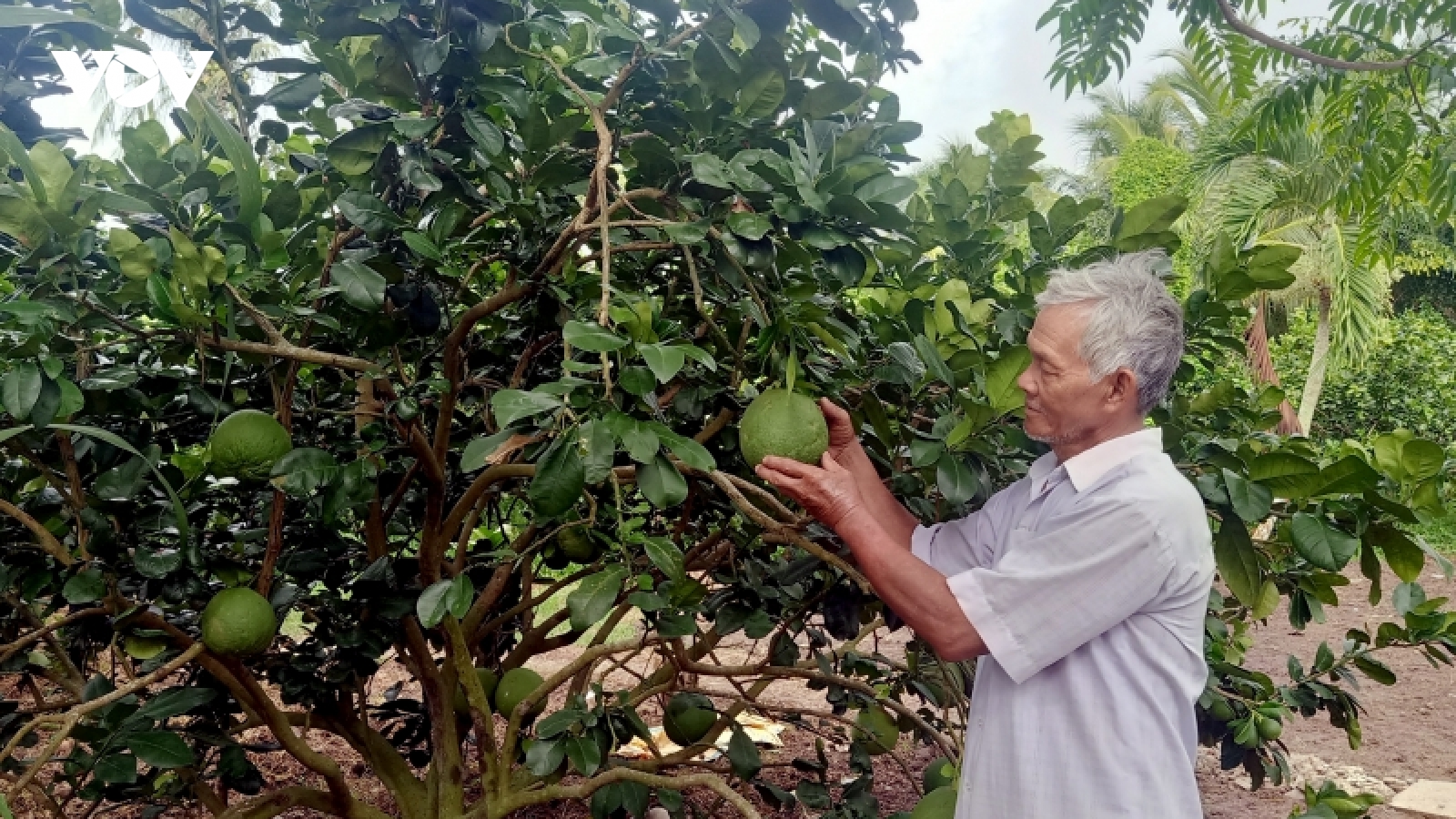 Đồng bào Khmer Trà Vinh vươn mình từ chuyển đổi cây trồng