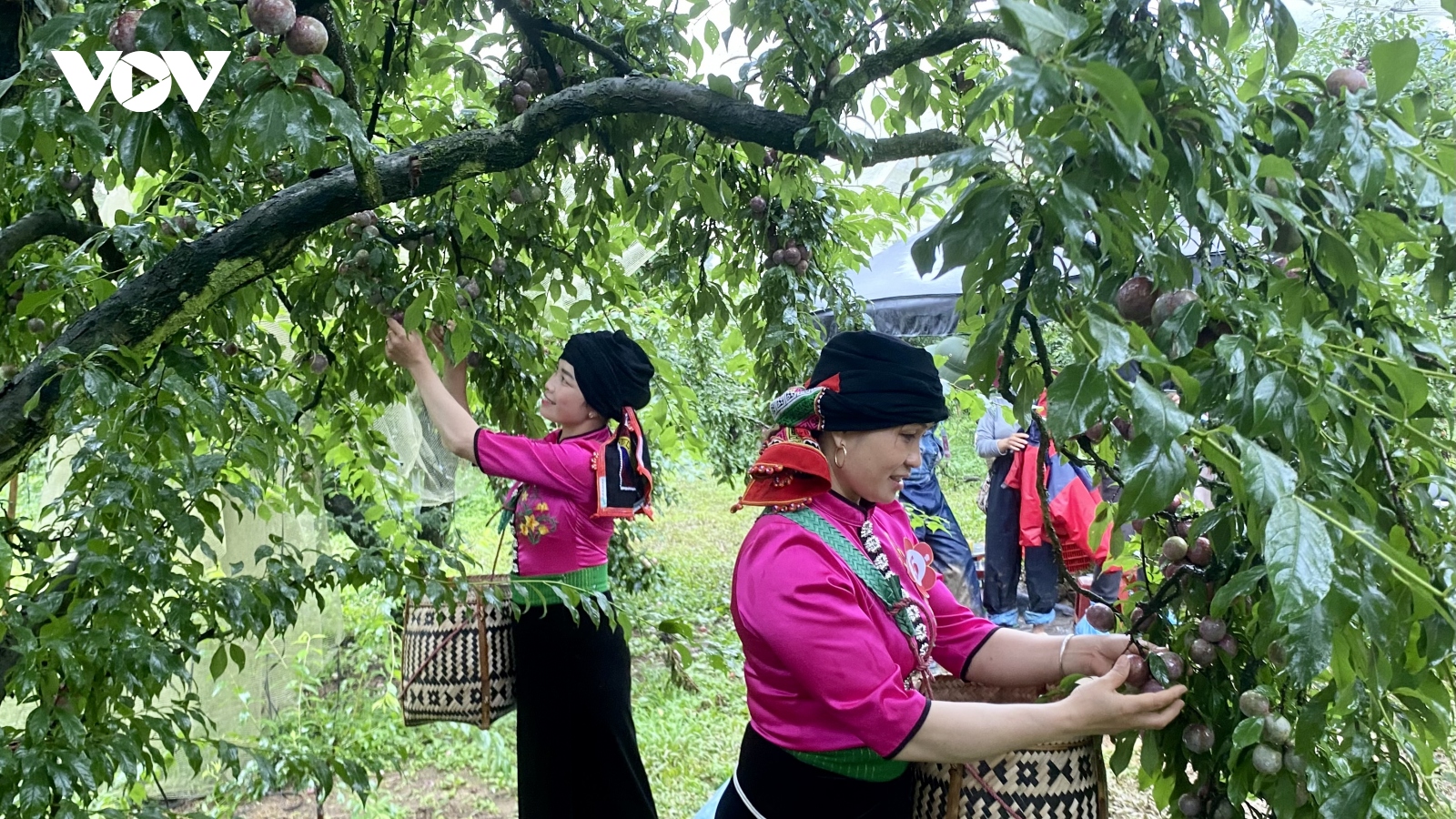 Tới Sơn La trải nghiệm “Điểm đến thiên nhiên khu vực hàng đầu thế giới”