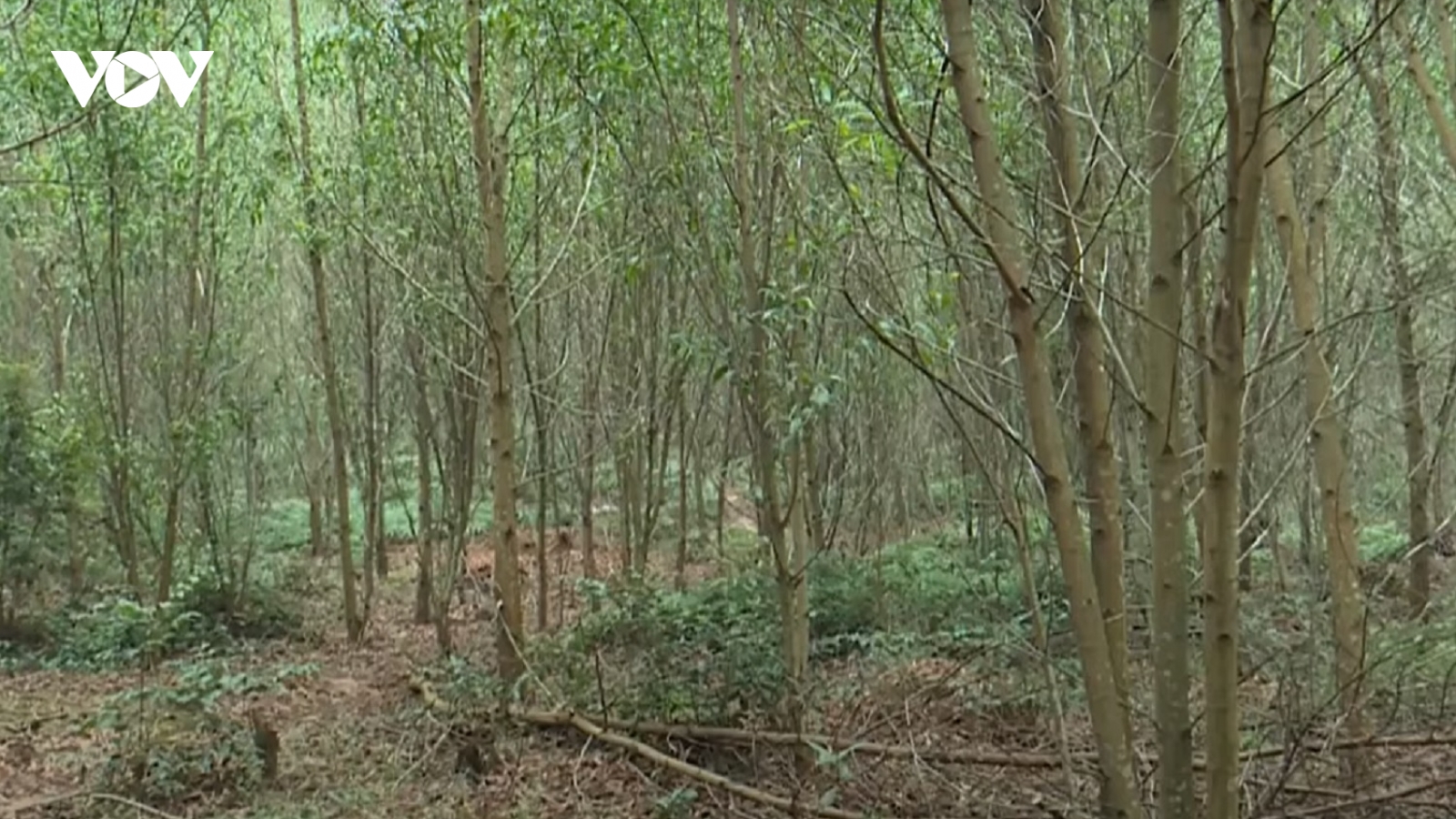 Tìm thấy thi thể nghi phạm giết con gái ruột tại Quảng Ngãi