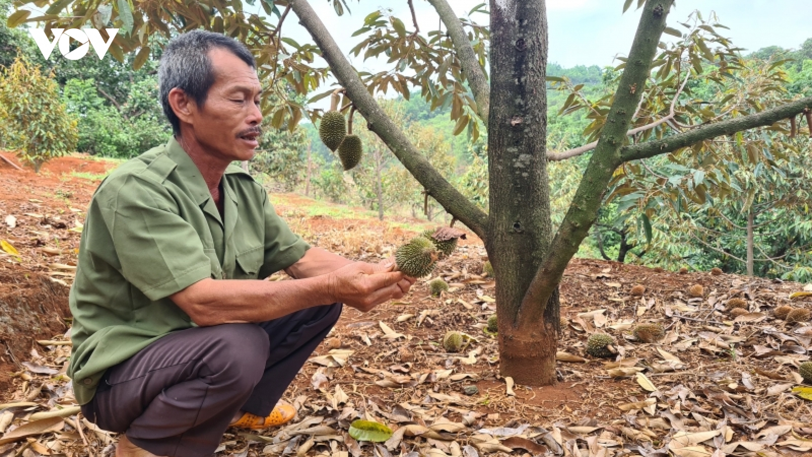 Sầu riêng rụng quả, nhà vườn ở Gia Lai lo lắng